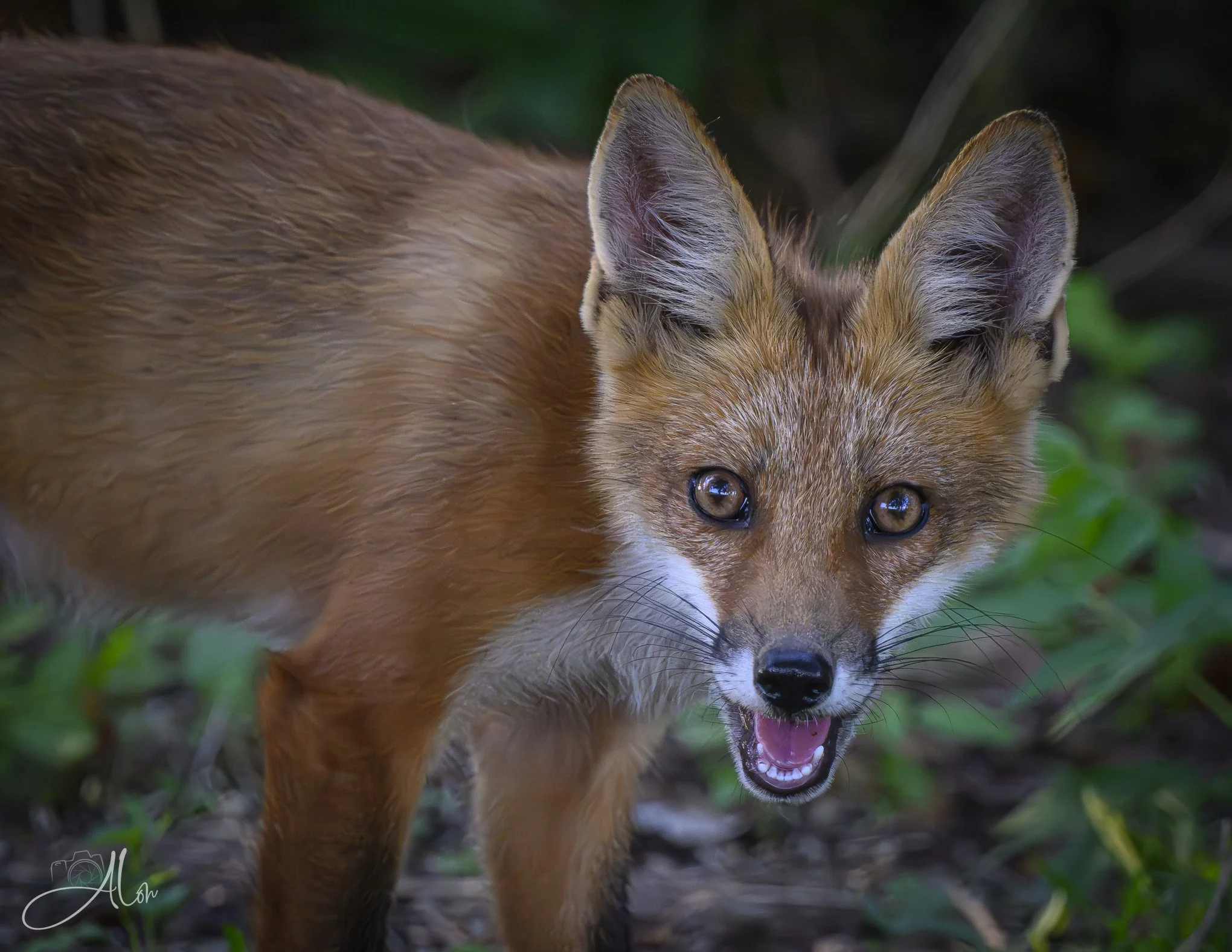I Can't Believe It (Red Fox) Z8070226_2382