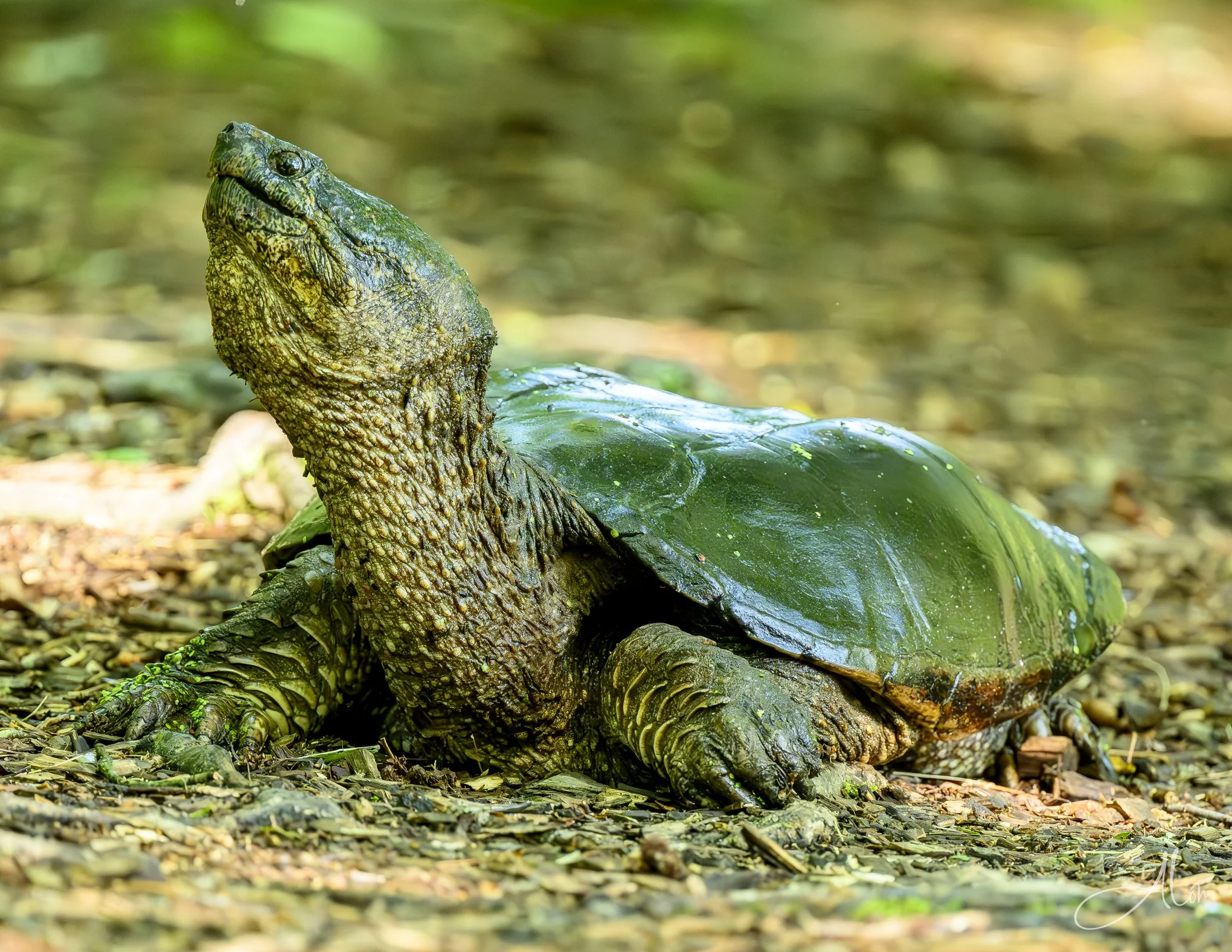 Common Snapping Turtle