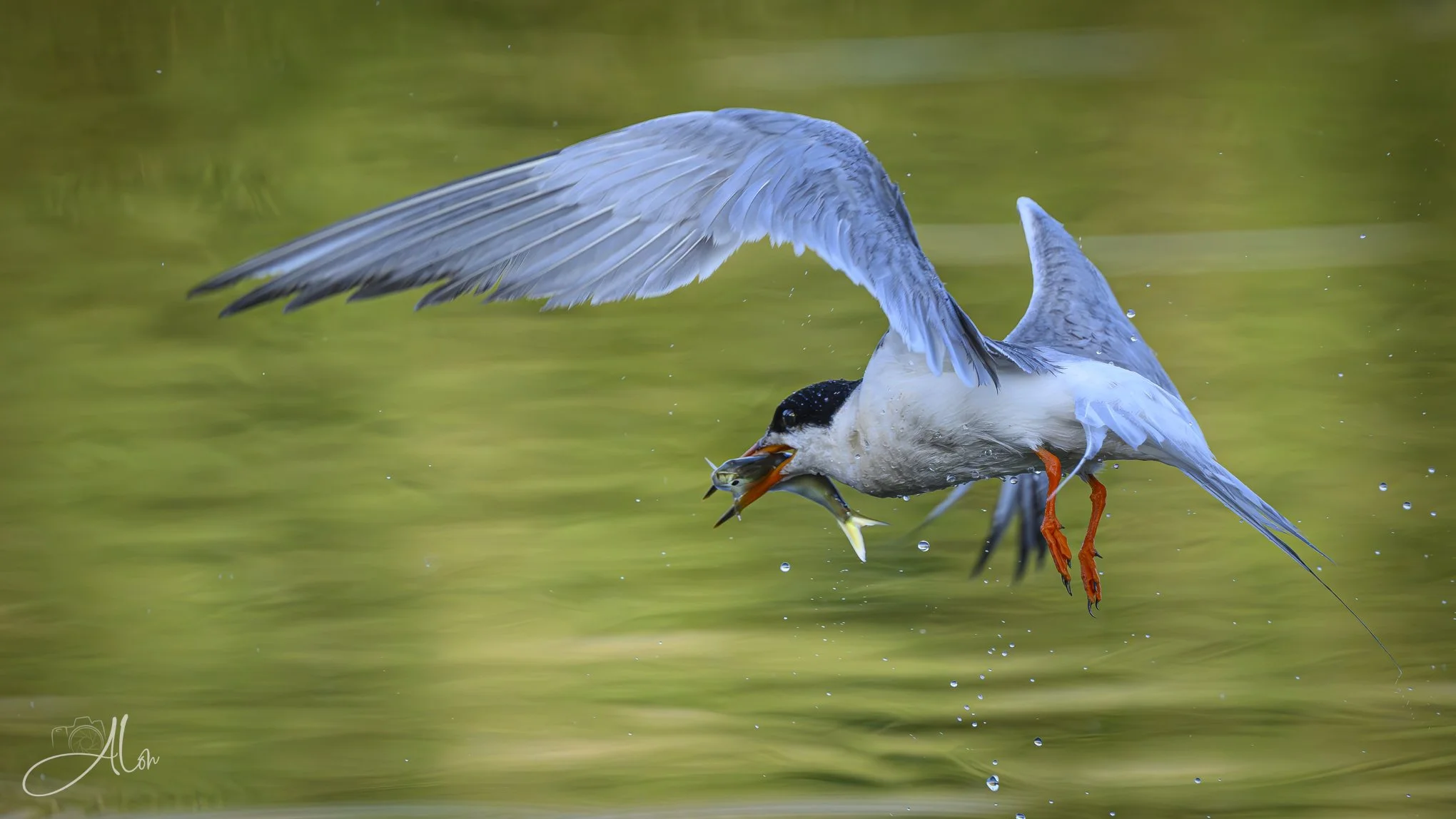 The Feds (Forster's Tern) 20260723_0065