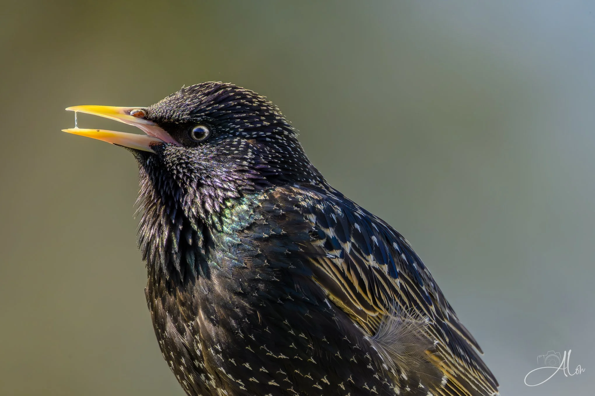 Don't Play With Your Boogers
(European Starling)
0Z88296
