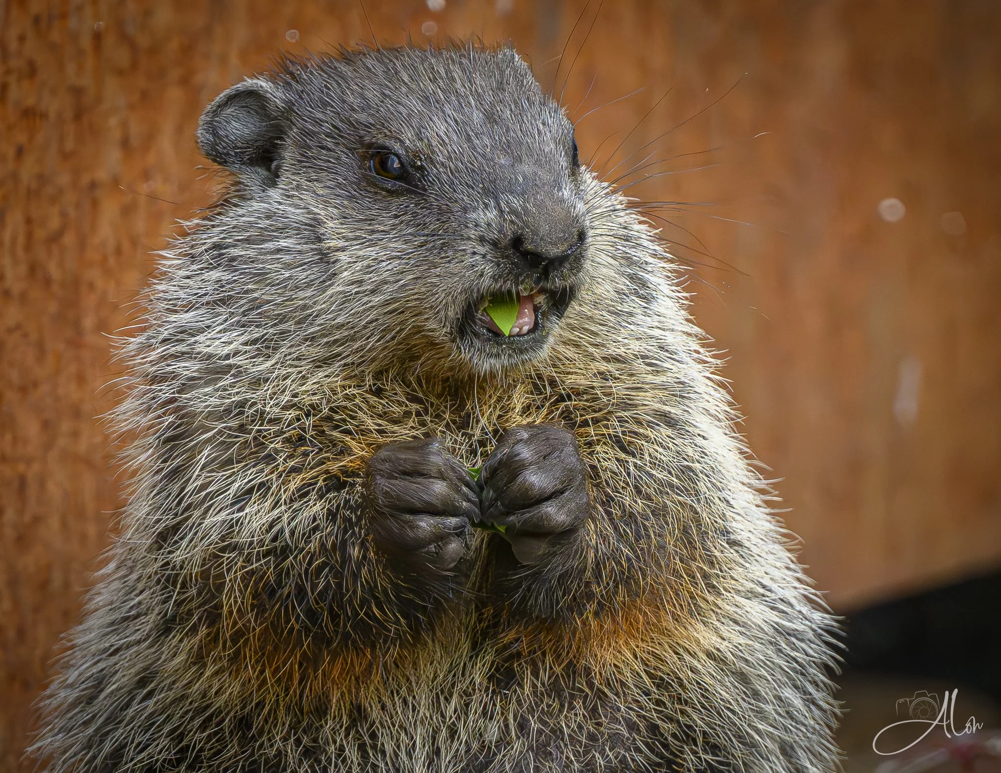 The Terroir? Meh! (Ground Hog) Z8062526_1849