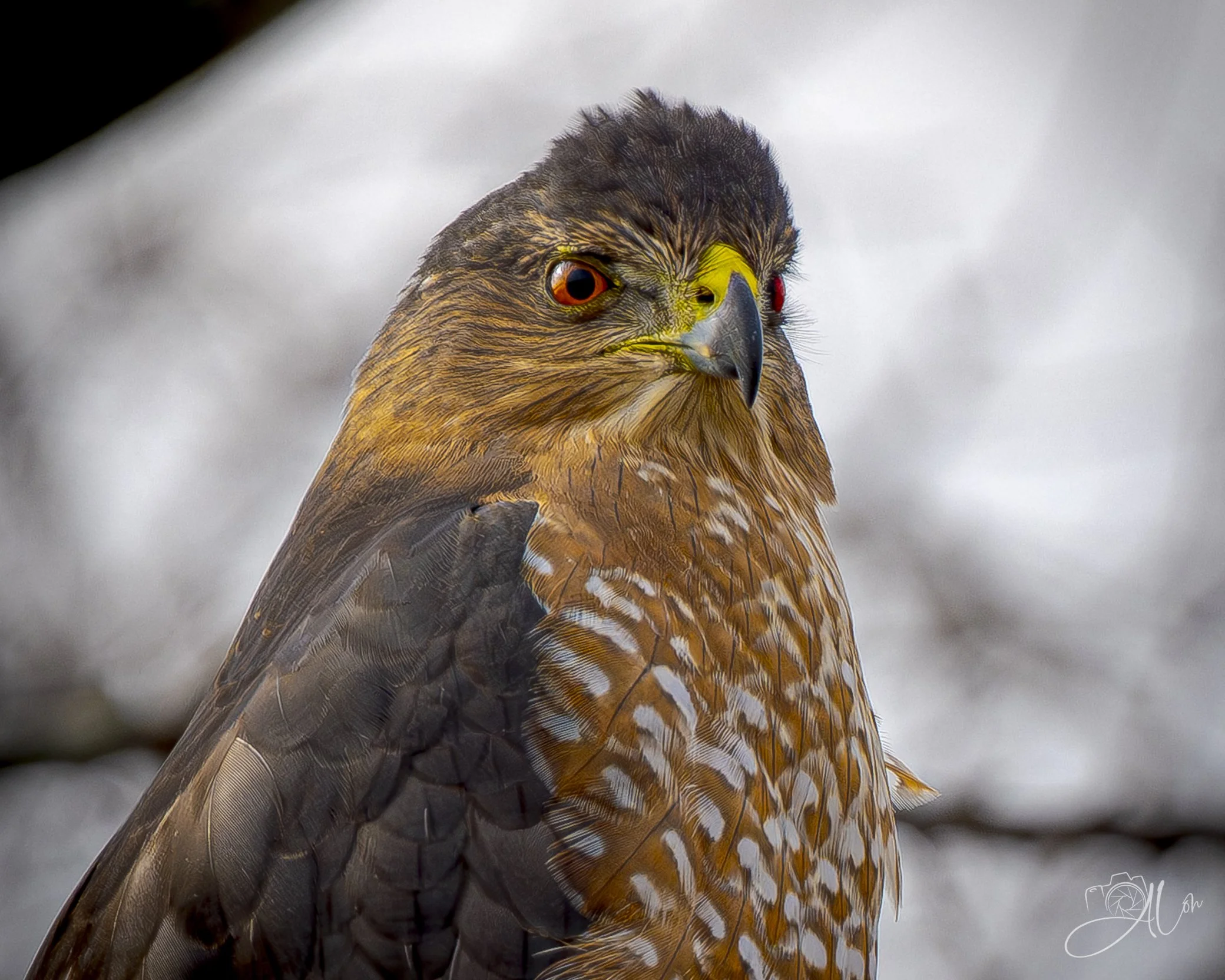 Hide-And-Seek
(Cooper's Hawk)
0Z85850