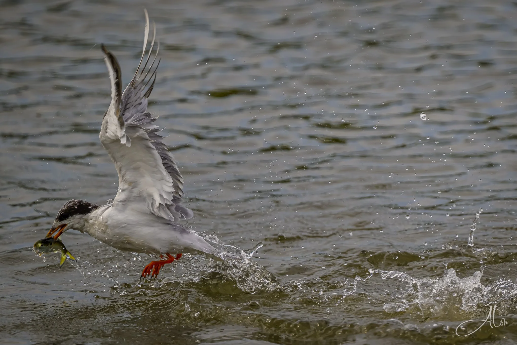 Split-Second (Forster's Tern) 082026_7340