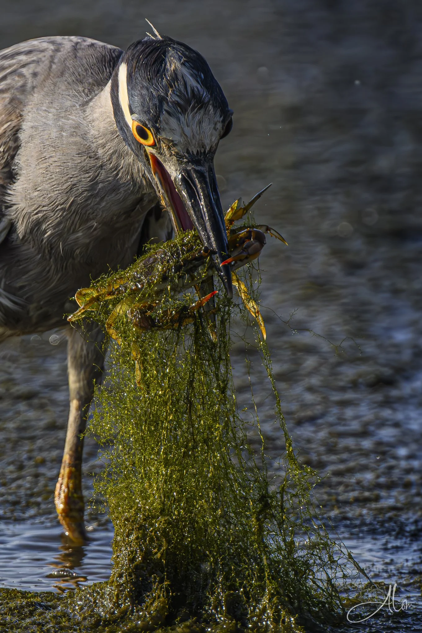 Hot Tipped (Yellow-Crowned Night Heron) Z8070226_0889