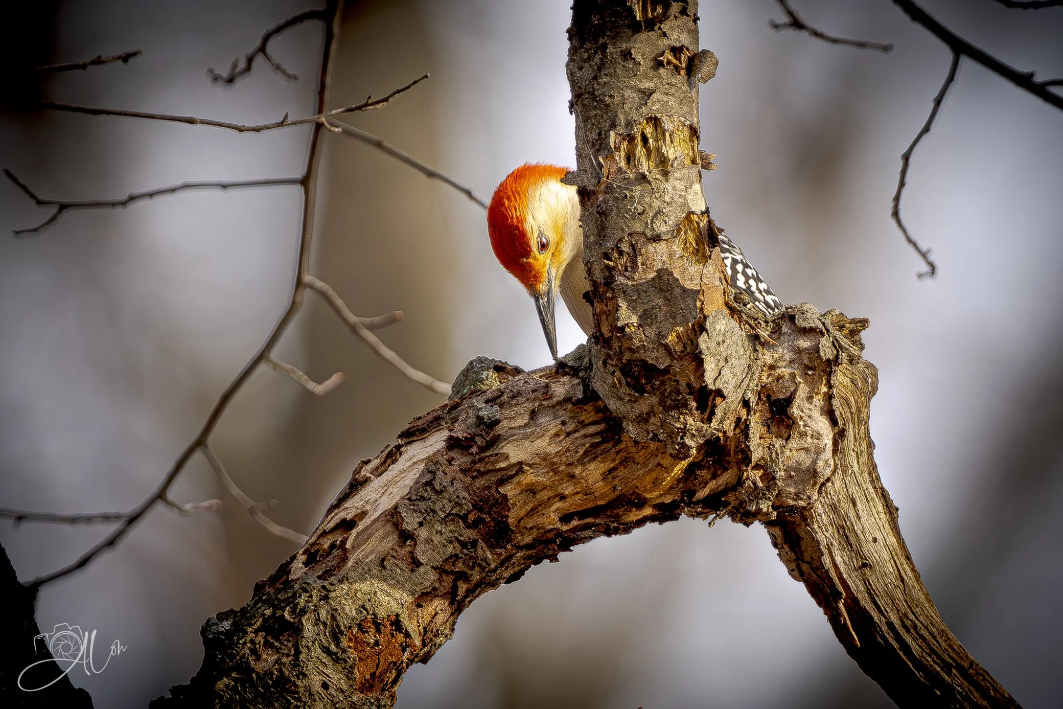 It's Grubby Work
(Red-Bellied Woodpecker)
0Z80536