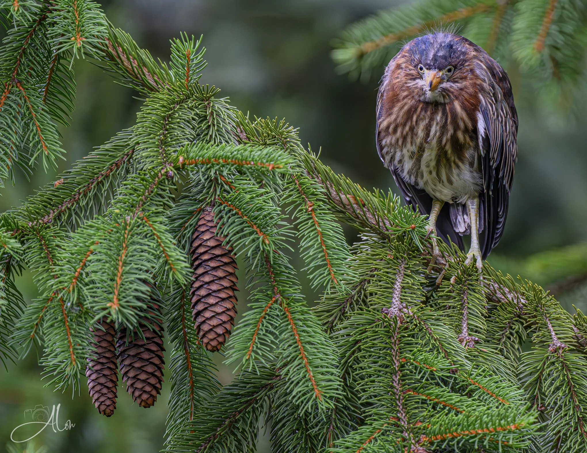 Green on Green (Green Heron) 20260711_0028
