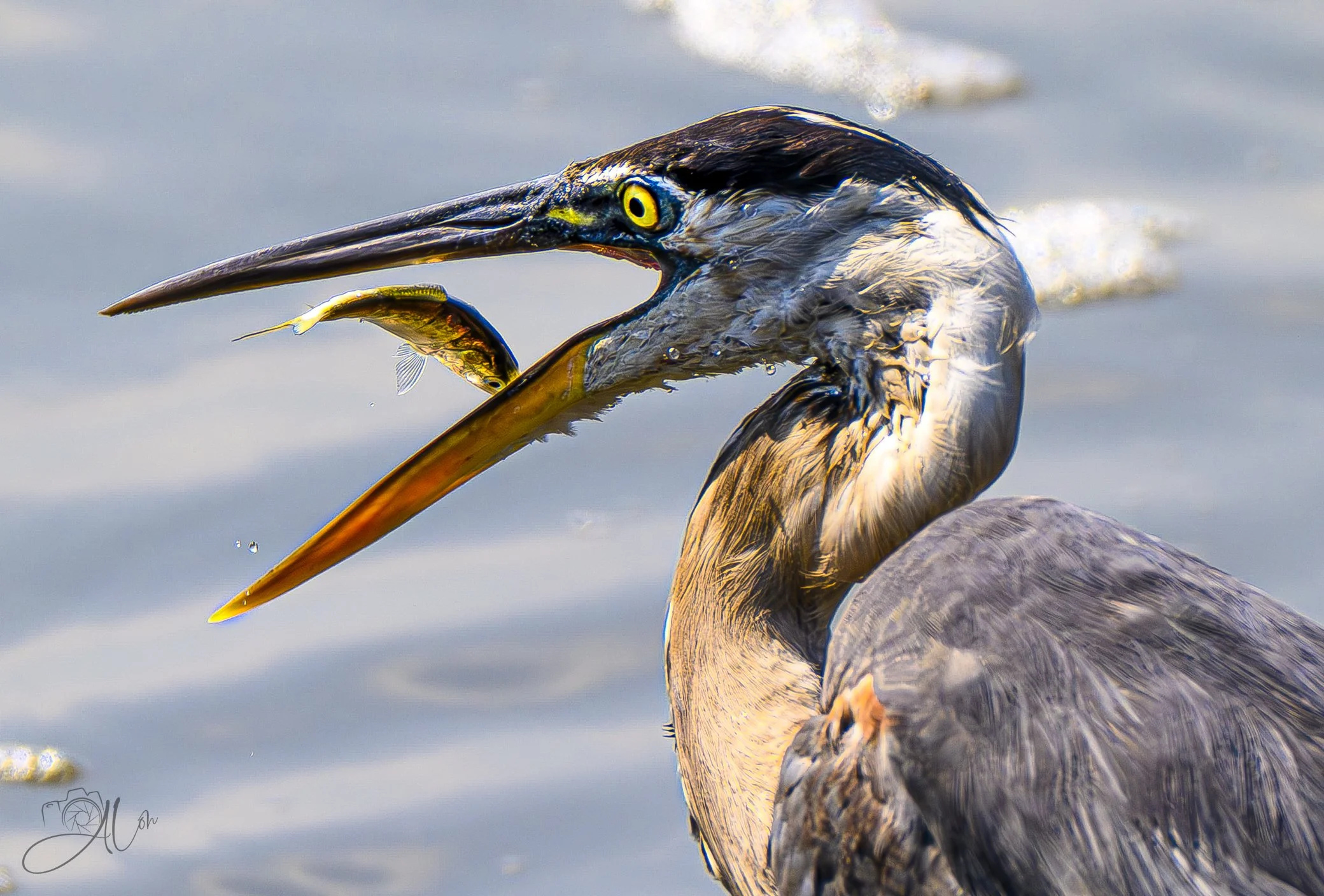 Flapjack
(Great Blue Heron)
0Z81339