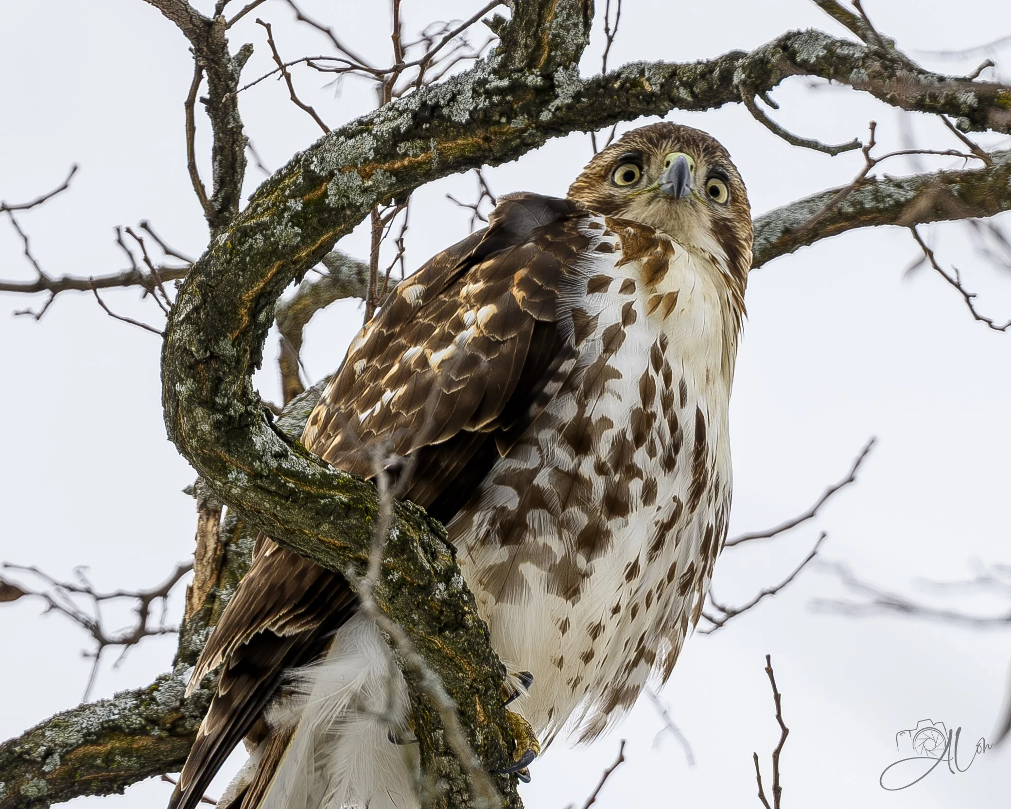 Glaring Indignance
(Red-Tailed Hawk)
0Z83030