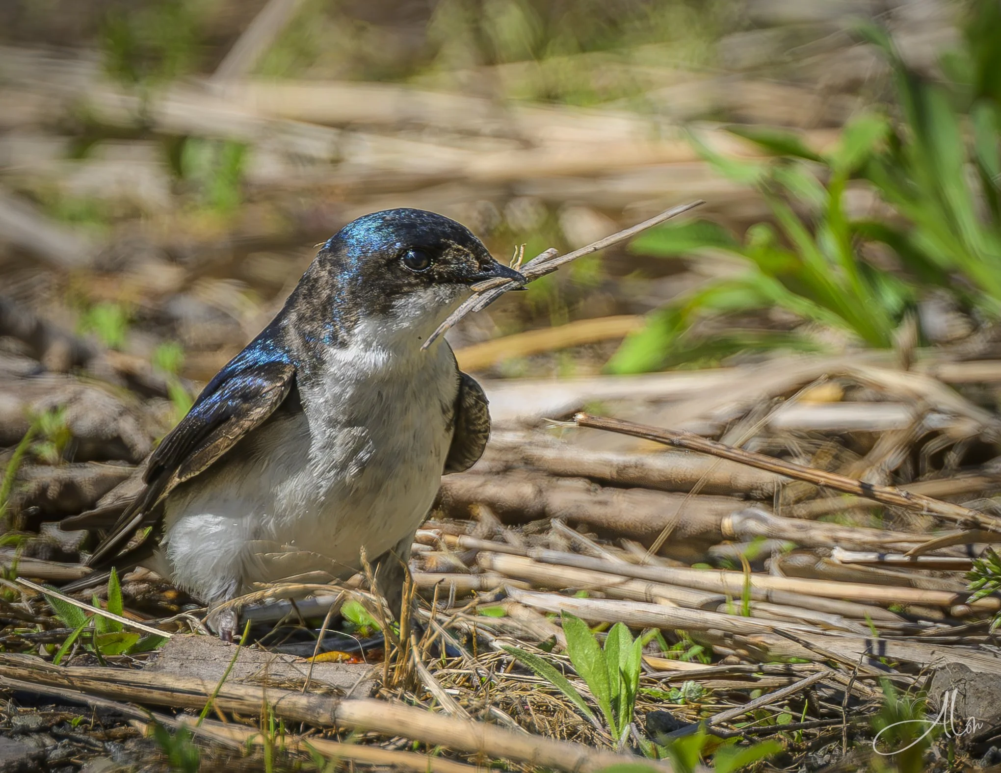 A Trip to Home Depot
(Tree Swallow)
0Z86124