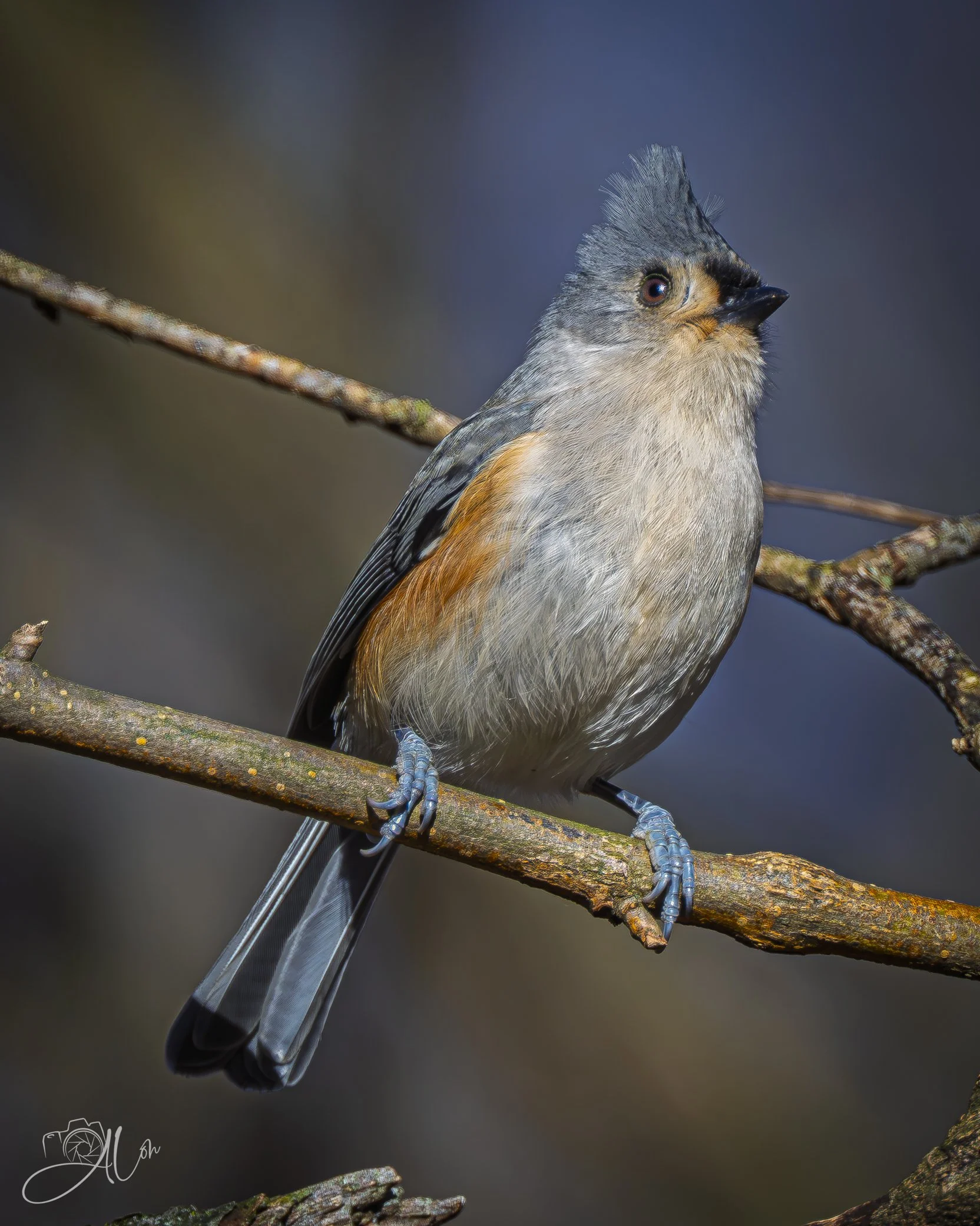 Be There in a Flash
(Tufted Titmouse)
0Z82060