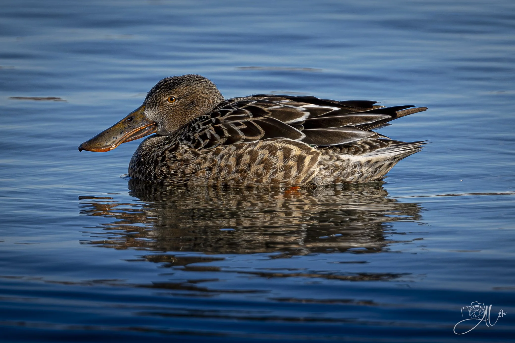 Shovelin' Along
(Northern Shoveler)
0Z80693