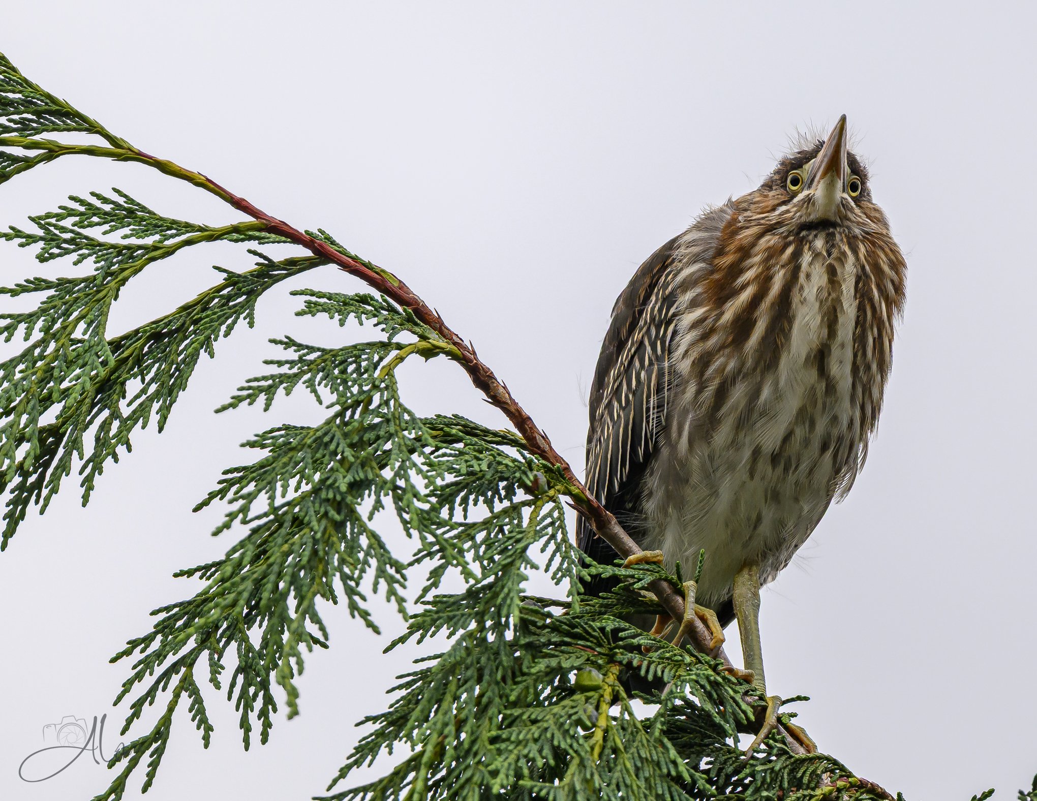 Green On White (Green Heron) 20260711_0017