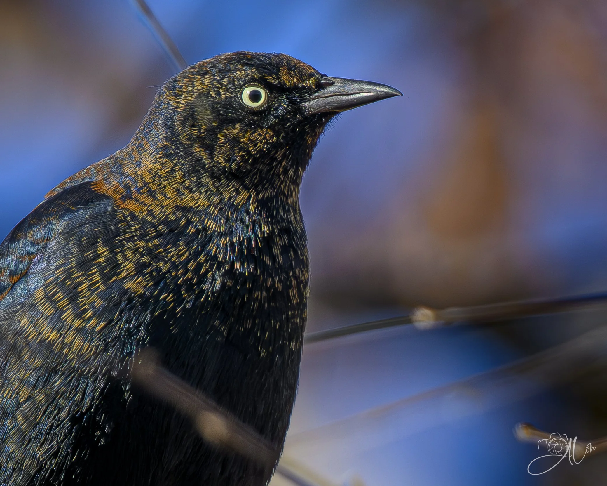Piercing Eye
(Rusty Blackbird)
0Z89205