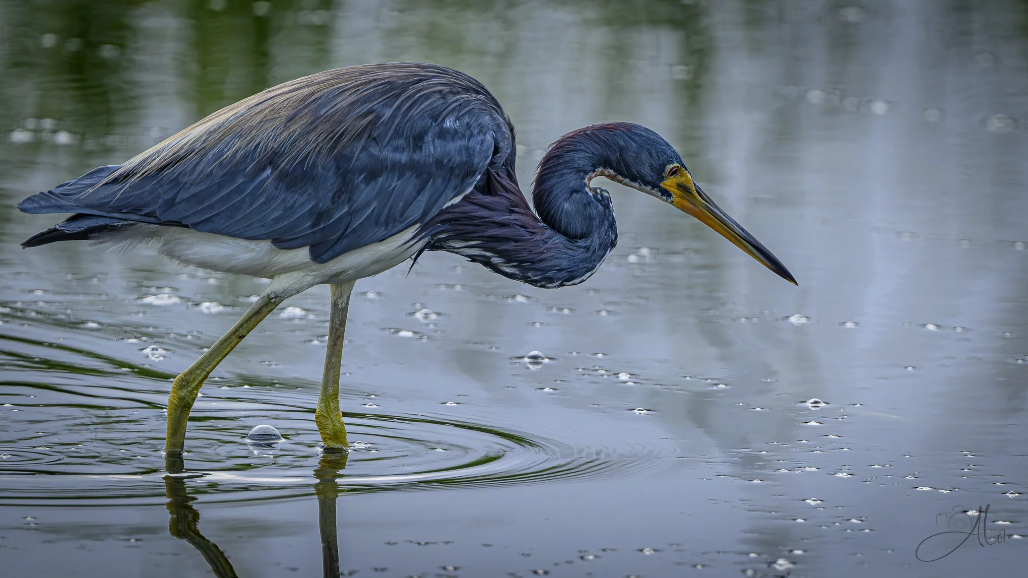 Against the Mist (Triclored Heron) 081926_0491