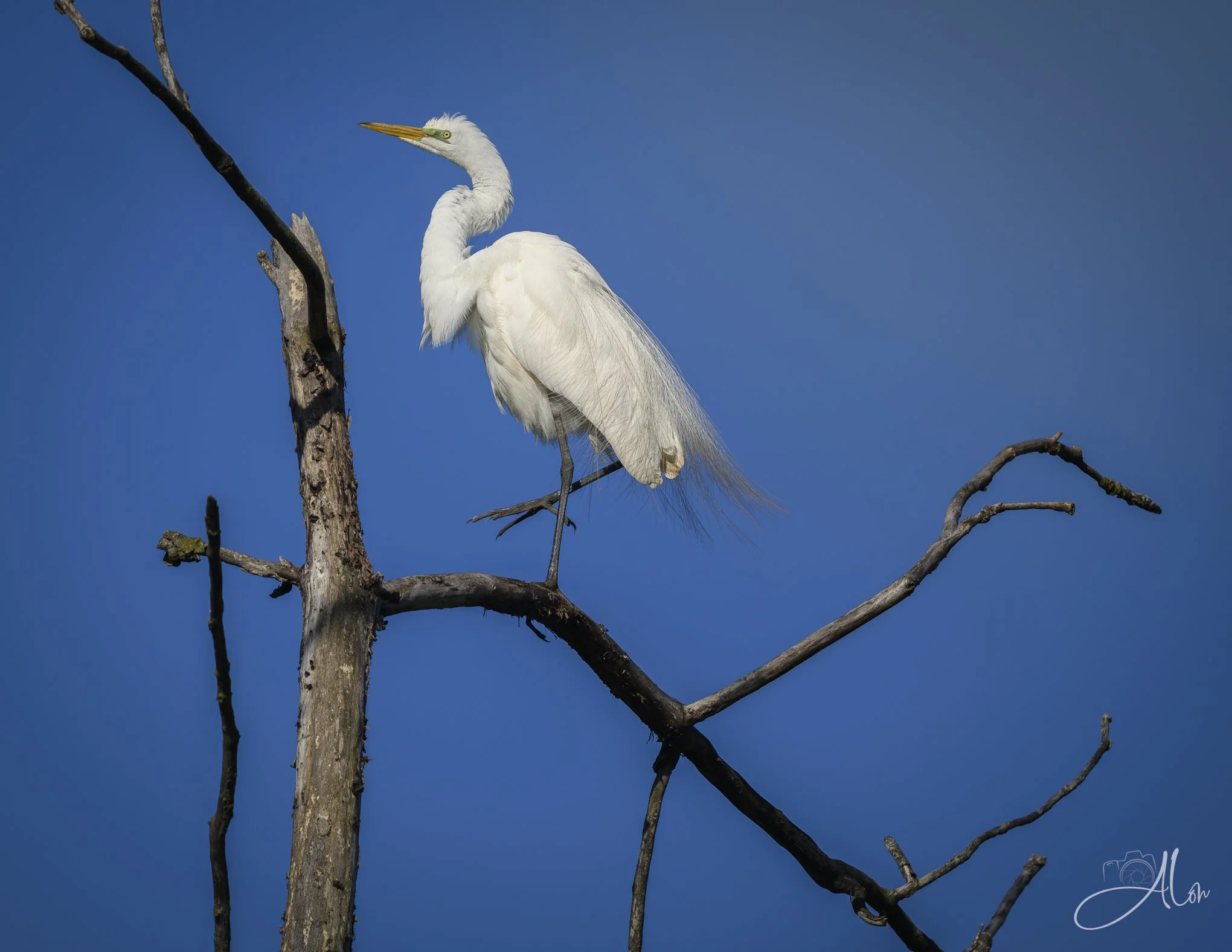 Matching Limbs (Great Egret) 0Z82707