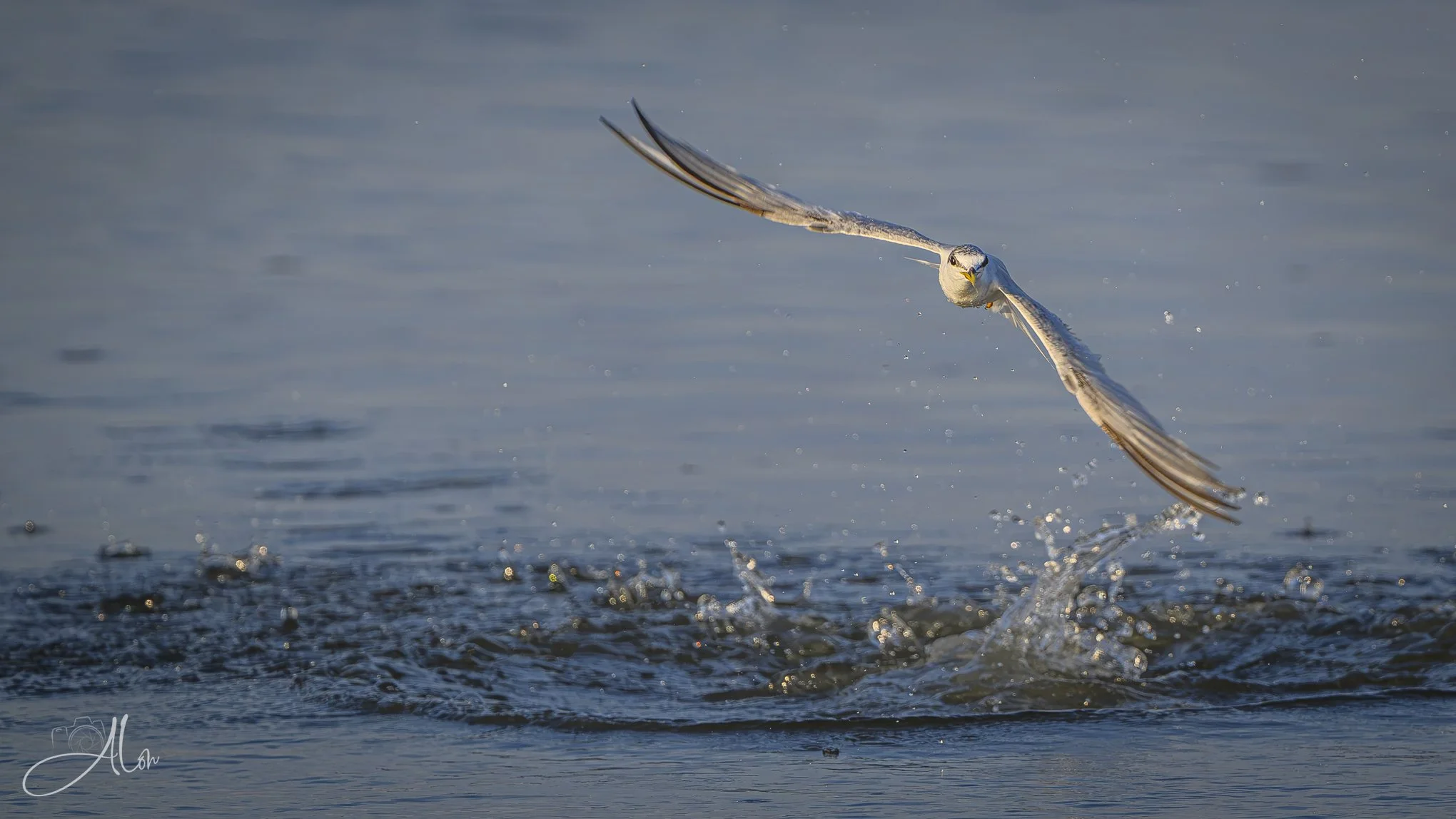 Disturbance (Foster's Tern) 081926_3406