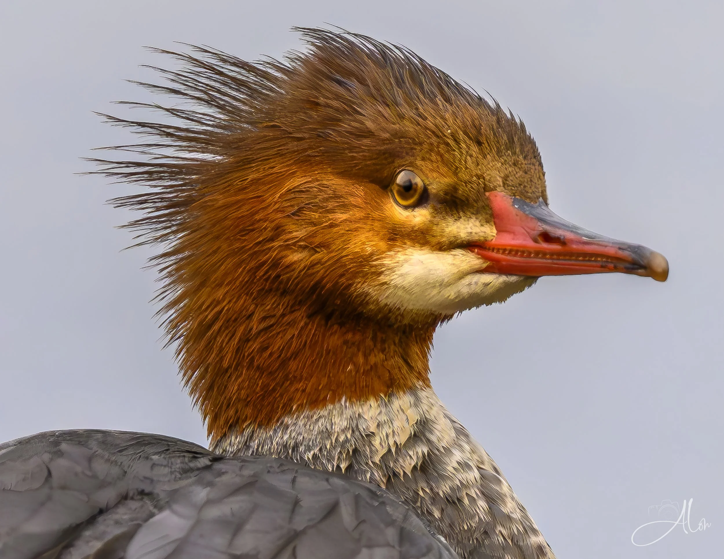 Unapproachable (Common Merganser) 0Z80658