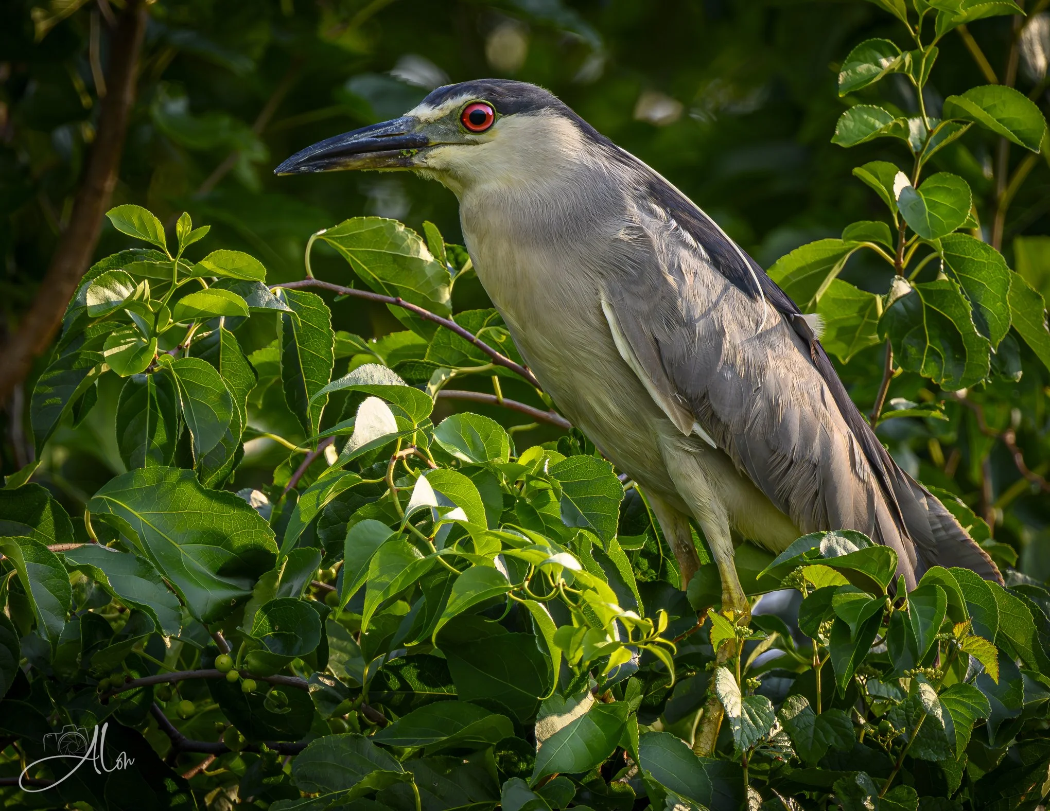 Ya Big Chicken! (Black-Crowned Night Heron) 072726_2578