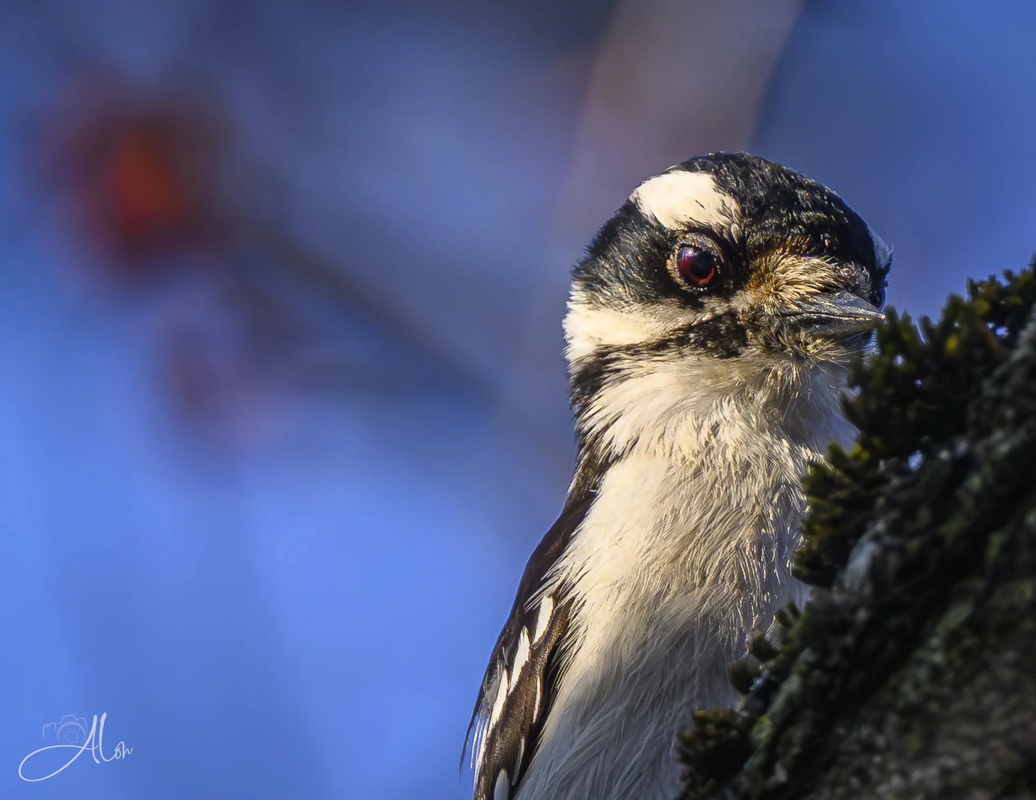 Possession
(Downy Woodpecker)
0Z86648