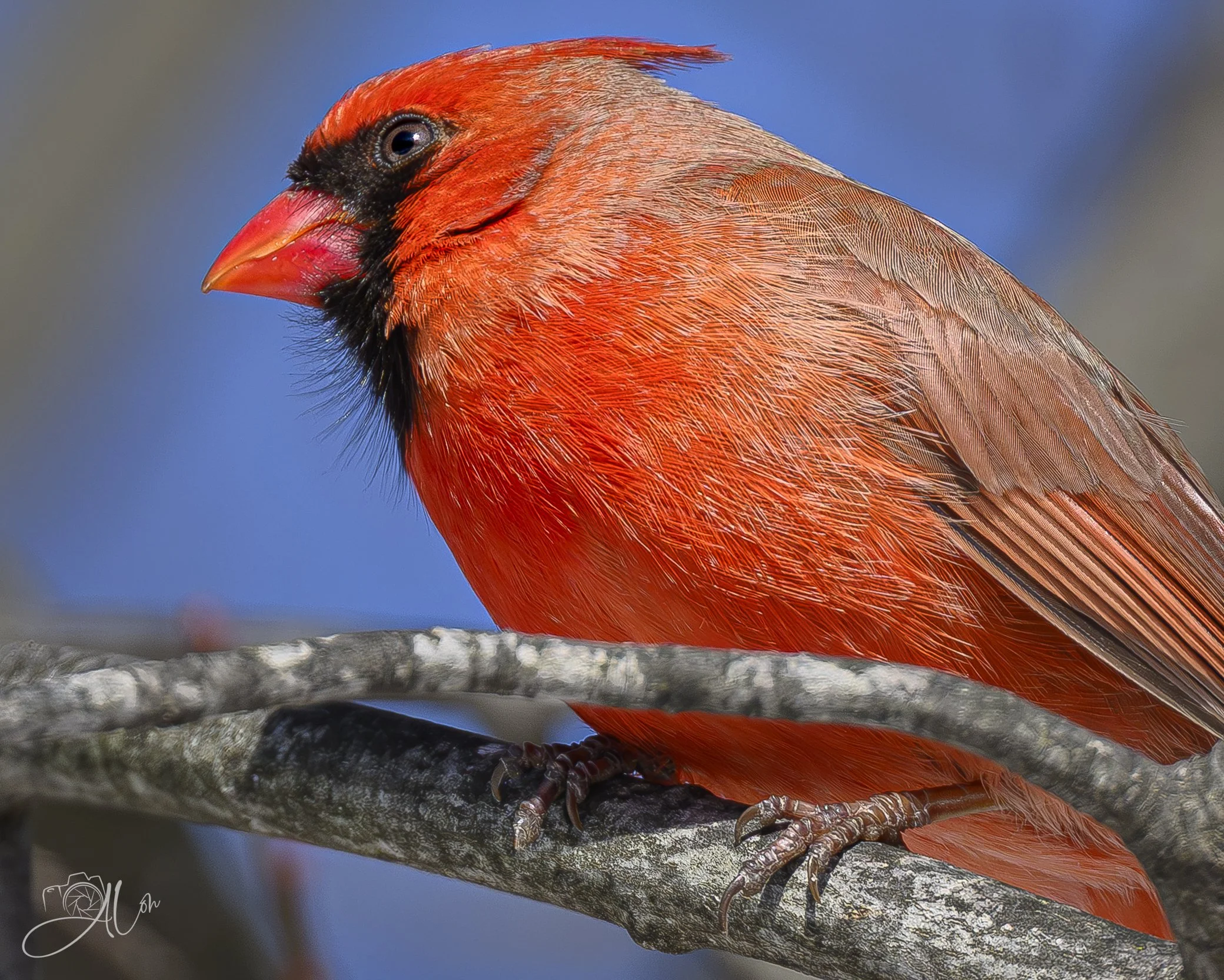 Can't Wait!
(American Cardinal)
0Z83394