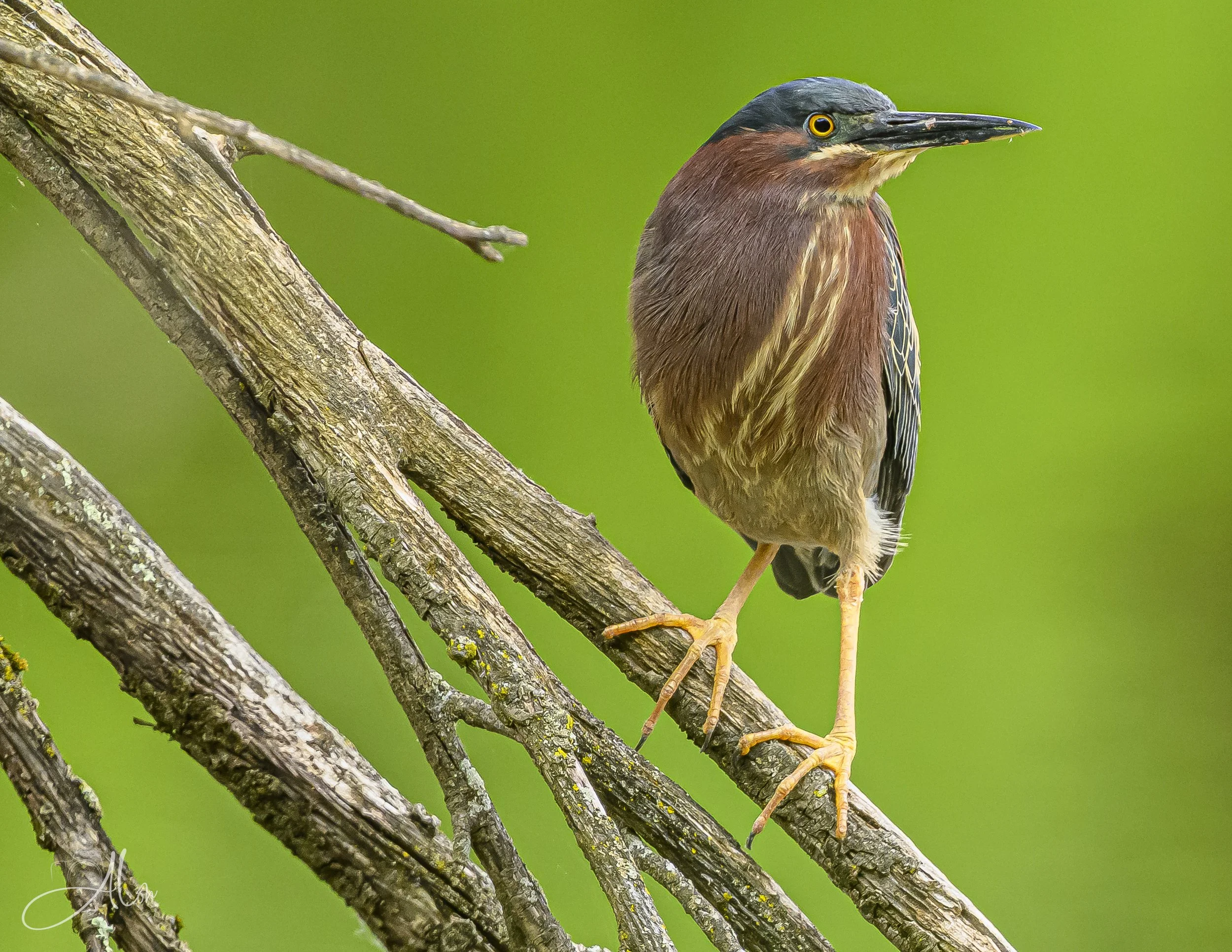 Green Heron