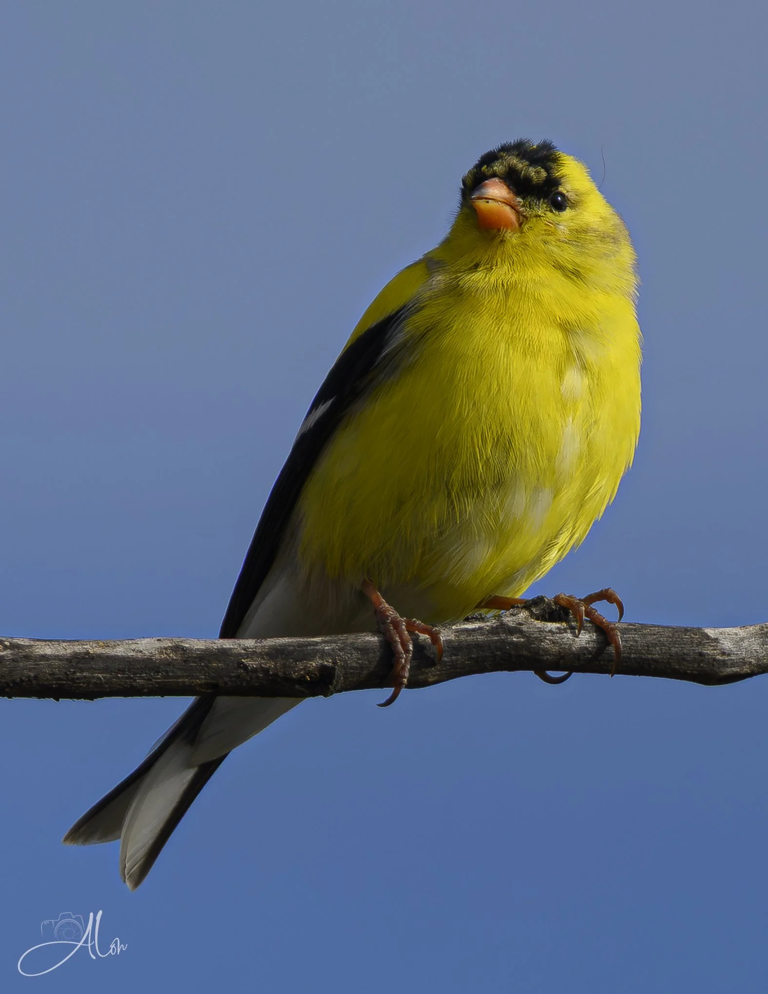 (American Goldfinch)
0Z89203