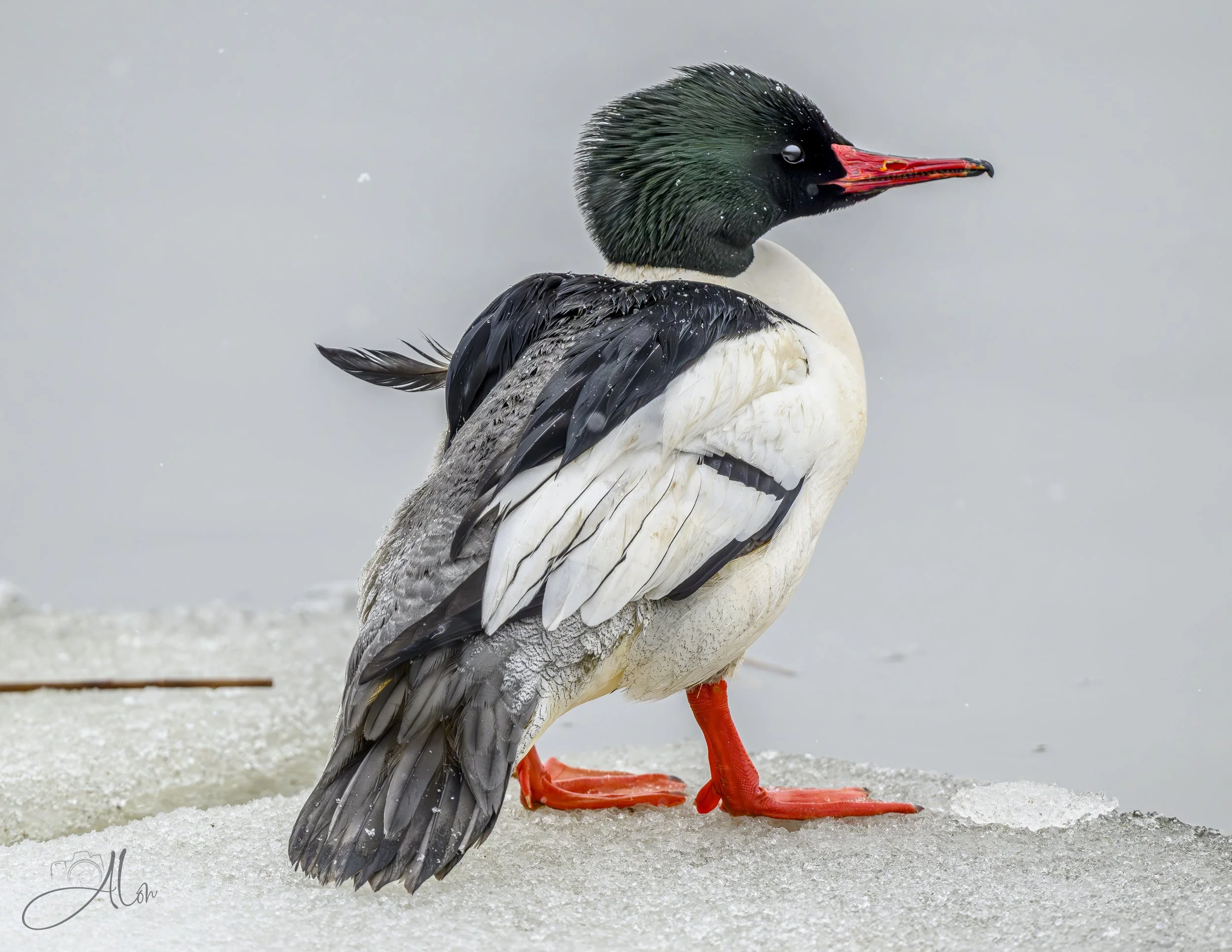 Go With the Floe (Common Merganser) 0Z85133