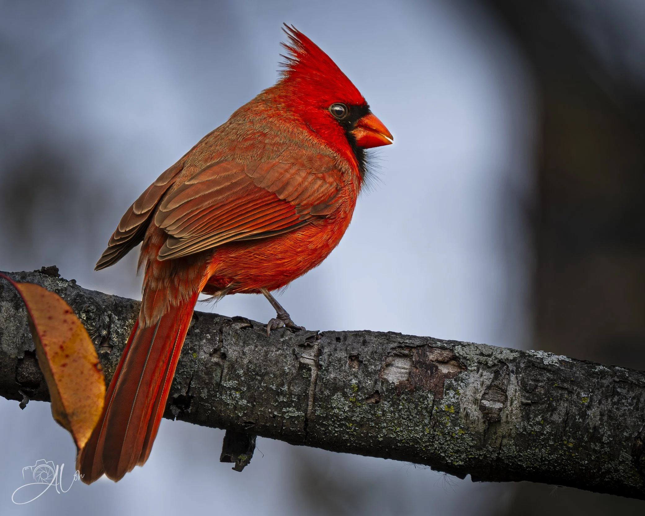 Voyeur
(Northern Cardinal)
0Z86642