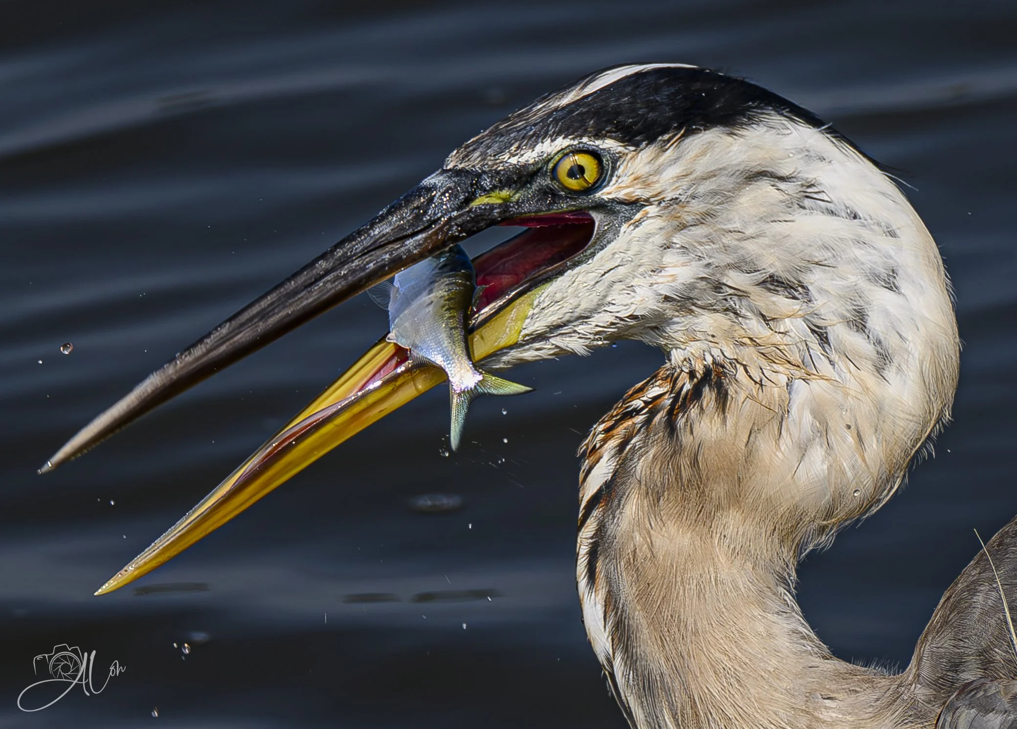 Feeling Sideways
(Great Blue Heron)
0Z81782