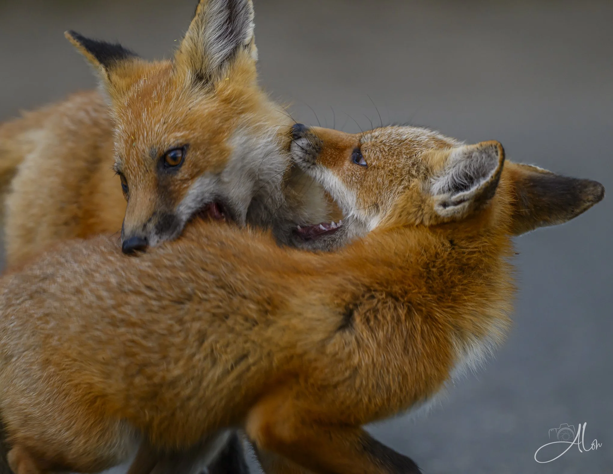 Red Foxes (not the actor)