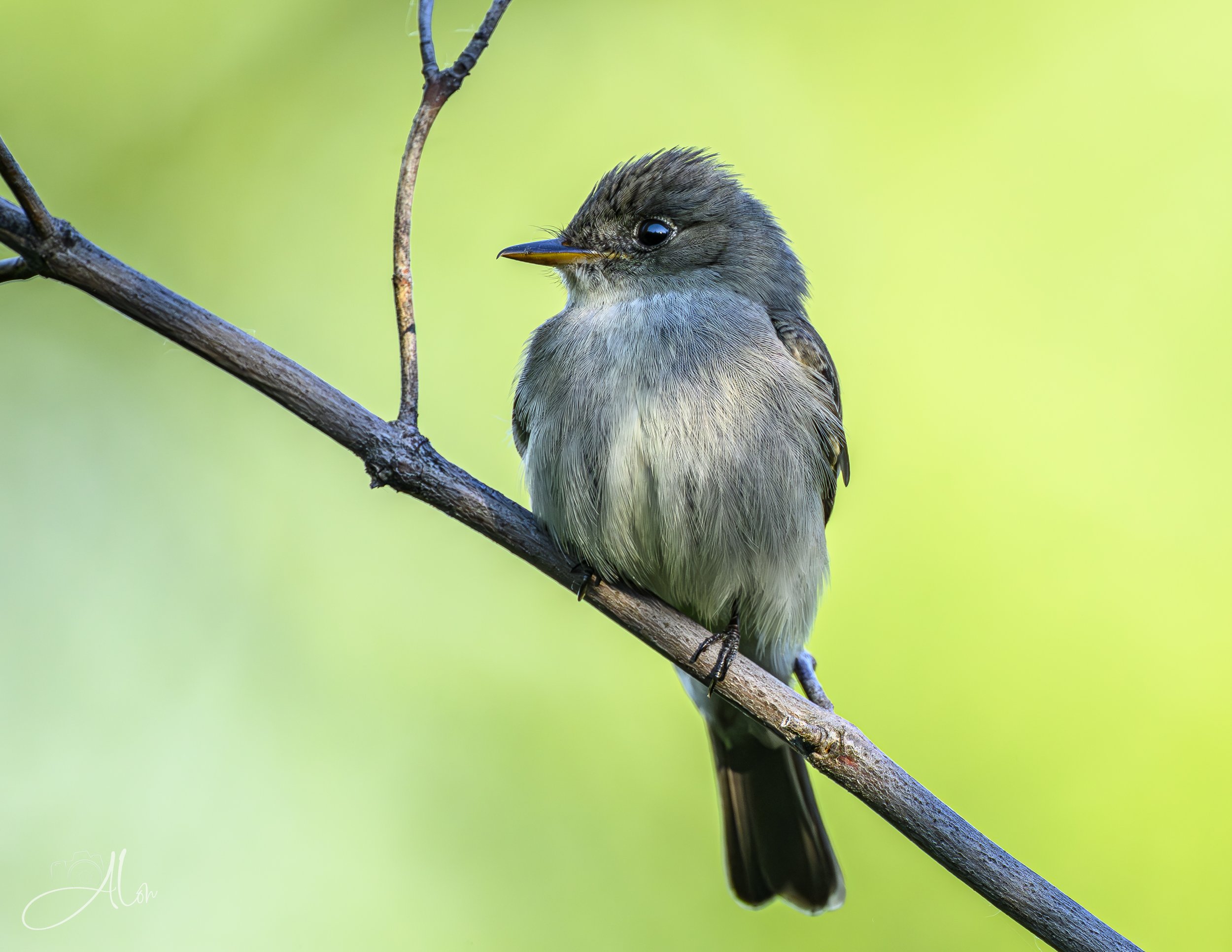 Eastern Wood Pewee