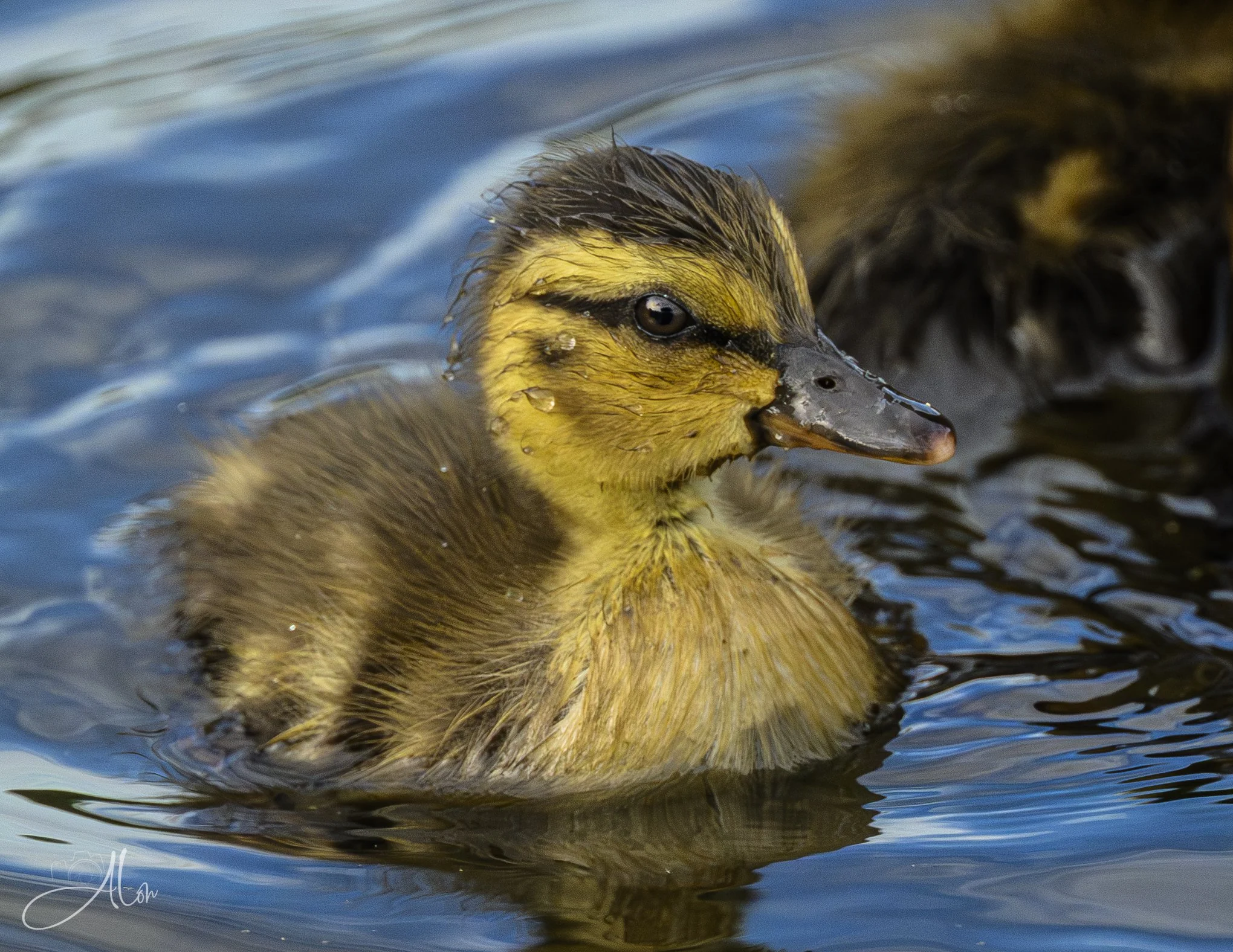 Water Proofing (Mallard) 0Z83619