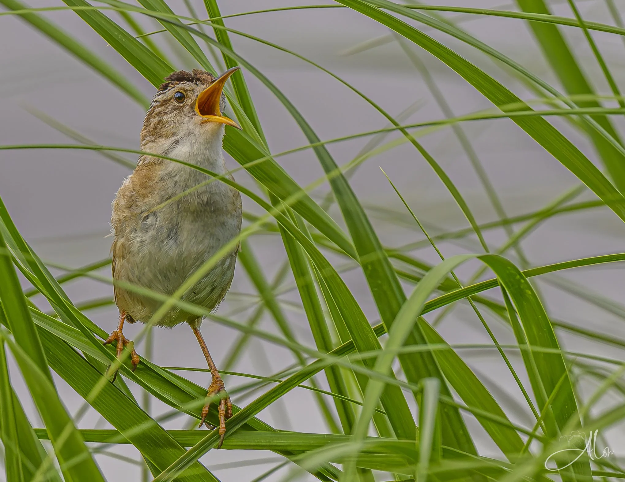 Heard, But Not Seen (Marsh Wren) 06-19-26_0Z8_4196