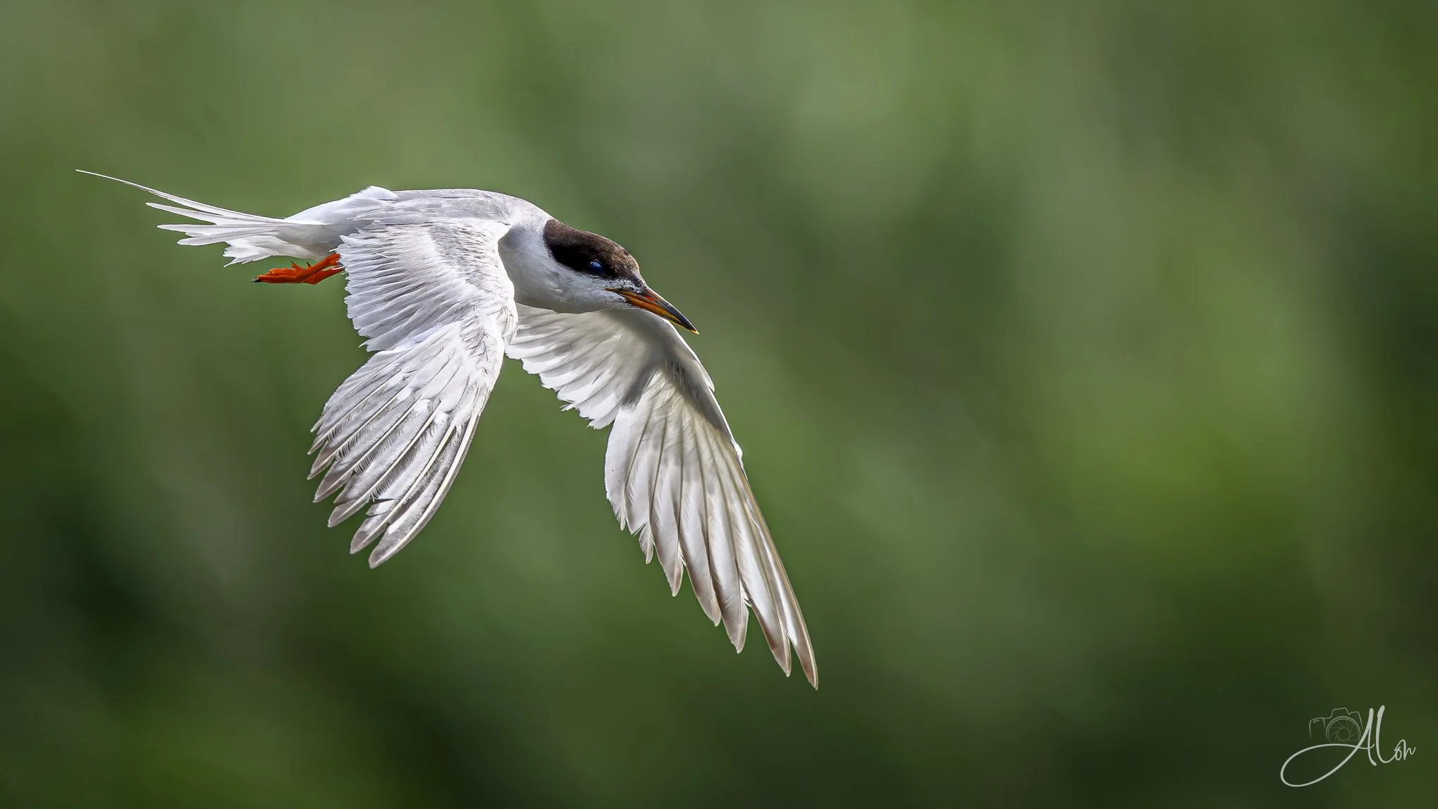 Zipping By (Forster's Tern) _0Z84578