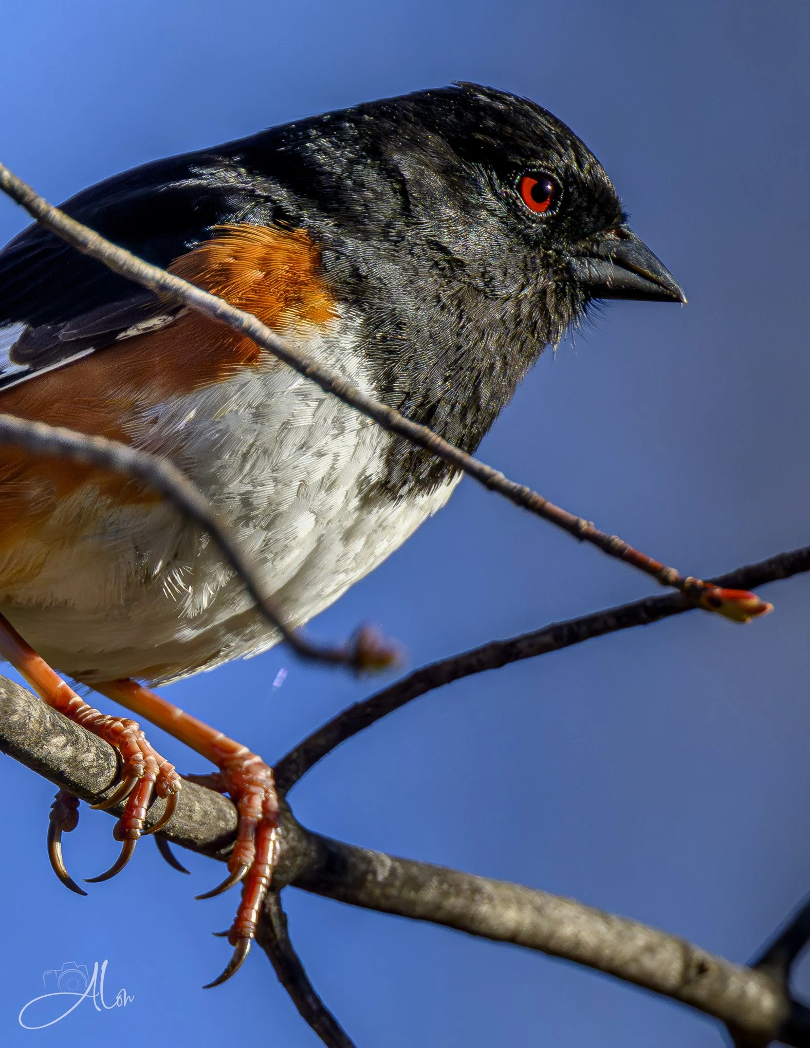 A Word from the Wise
(Eastern Towhee)
0Z80390