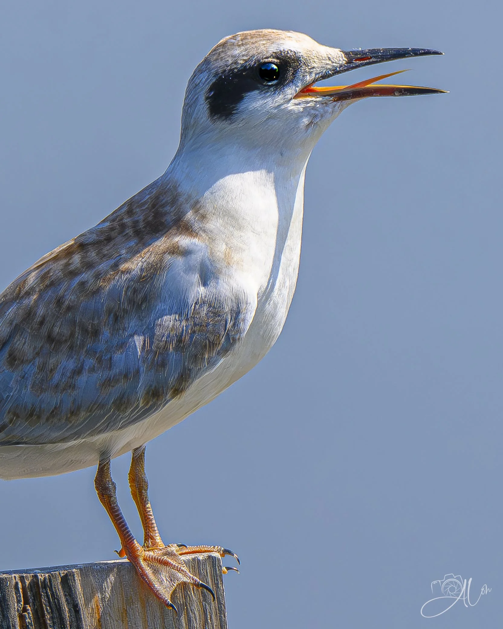 Sharp Tongued
(Forster's Tern)
0Z89458