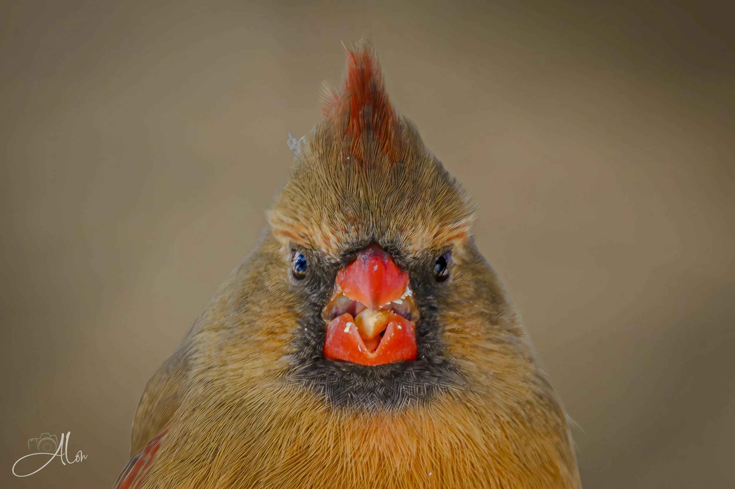 Xena (Northern Cardinal) 0Z82058