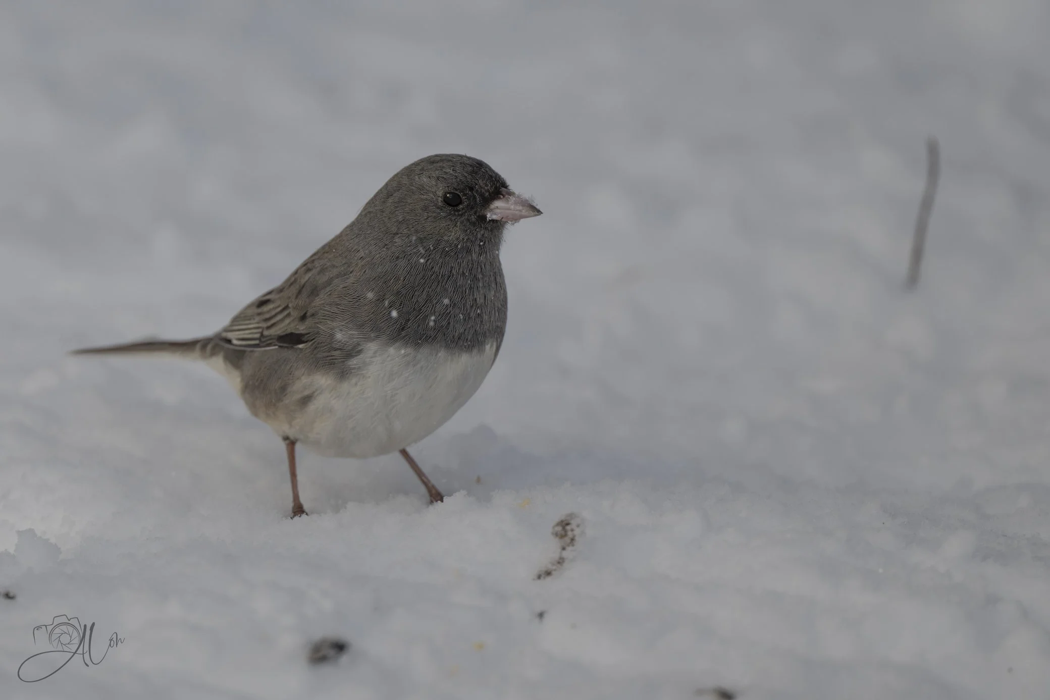 Stick Figure Legs
(Dark-Eyed Junco)
0Z86771