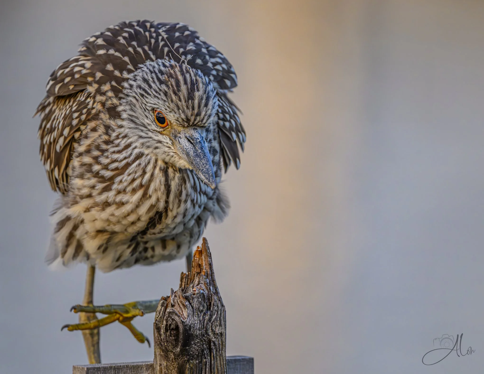 Splintered Perch (Yellow-Crowned Night Heron) 081226_0019