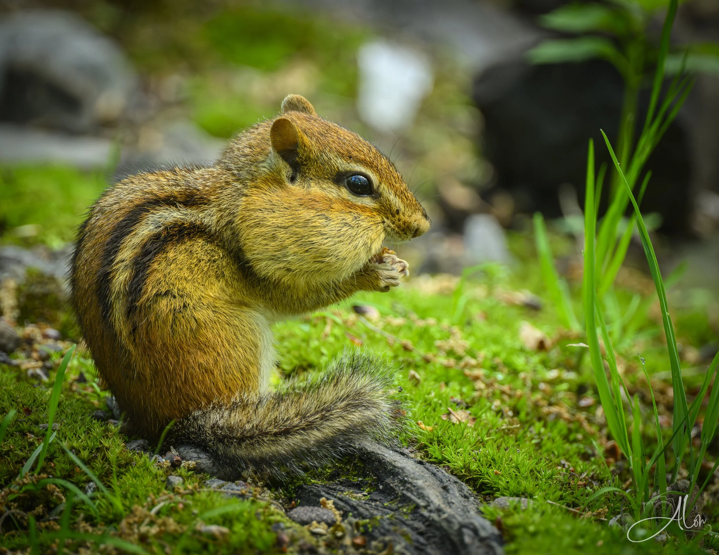 Louis, Louis
(Chipmunk) 0Z80042