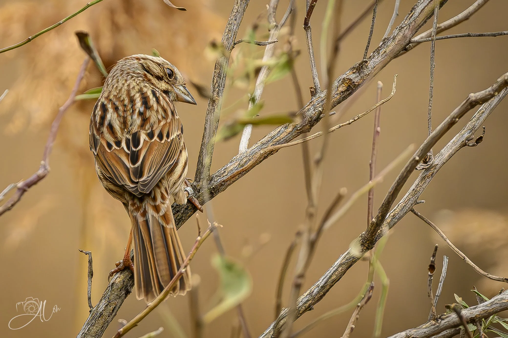 That's Curious
(Song Sparrow)
0Z82206