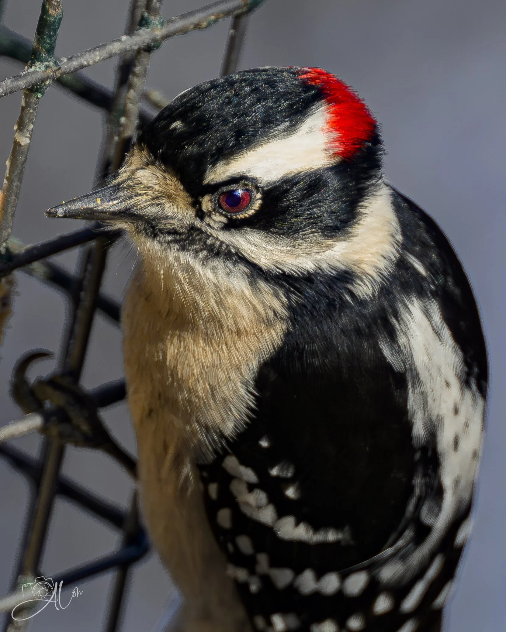 What? No Food?!!!
(Downy Woodpecker)
0Z87554