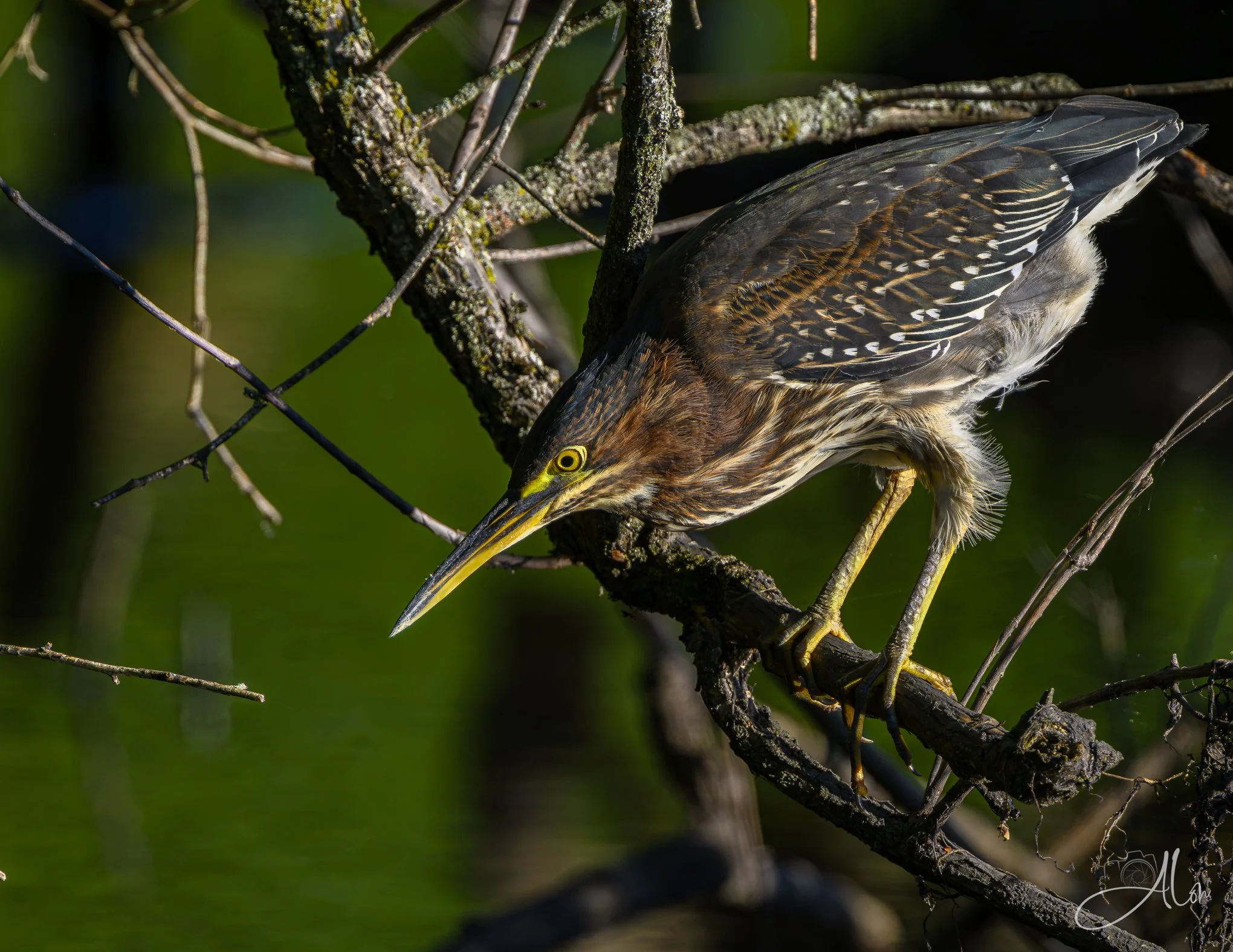 Something's Down There (Green Heron) 081226_0012