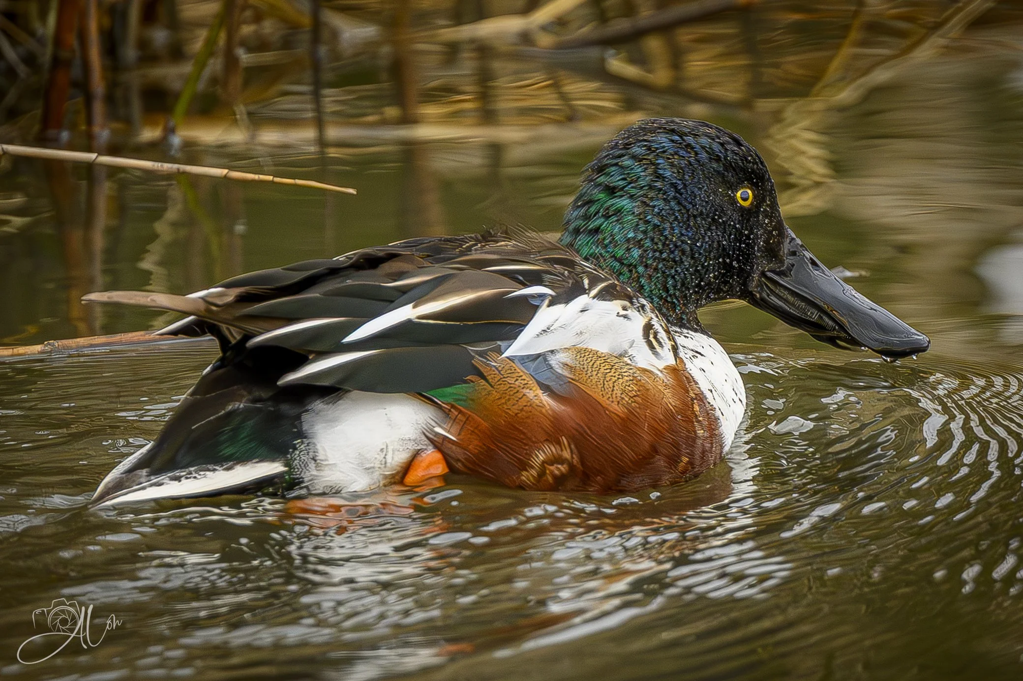 Durante
(Northern Shoveler)
0Z81360