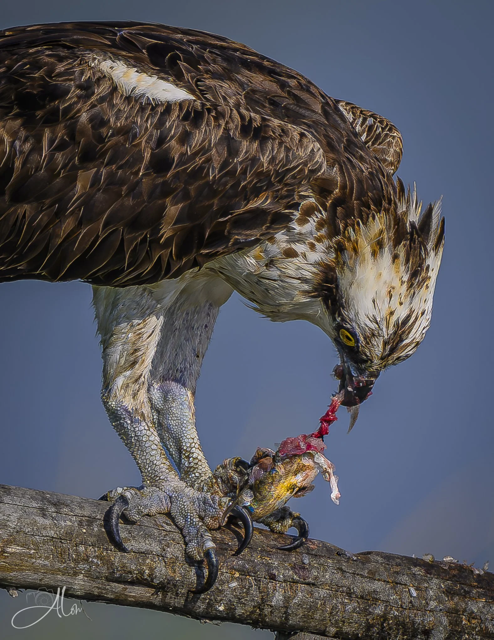 As Raw as it Gets (Osprey) 082026_4637