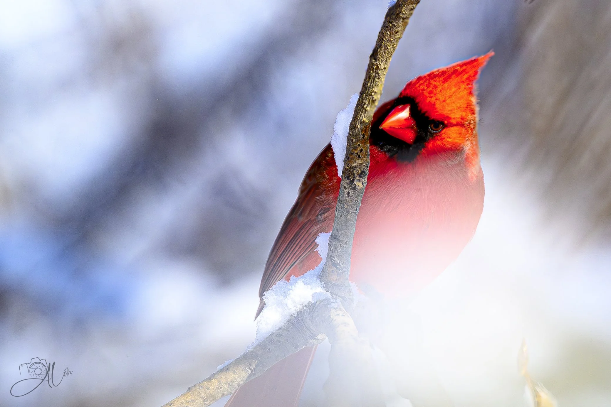Hey! You! Get Off of My Cloud!
(Northern Cardinal)
0Z85795