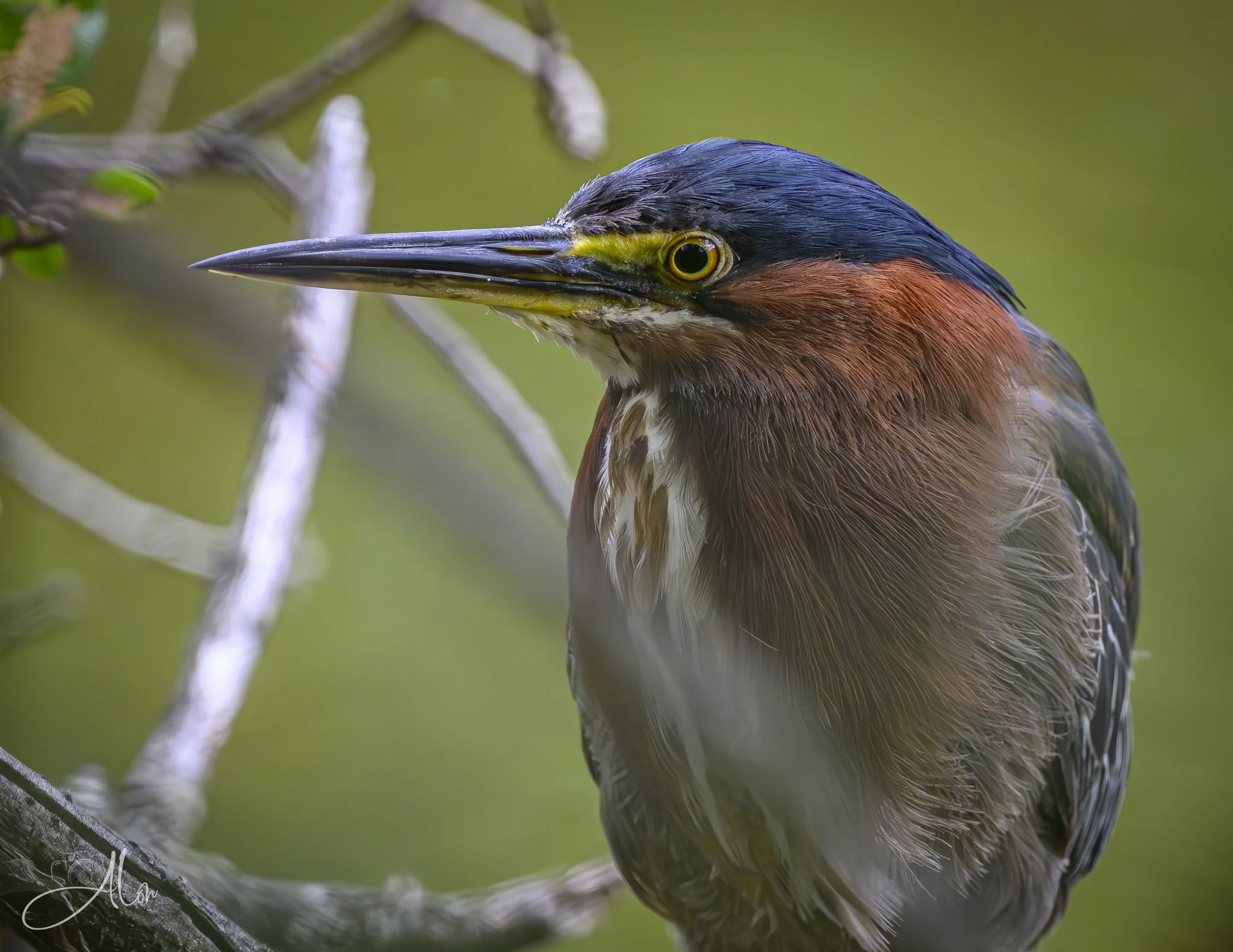 To the Point (Green Heron) 20260711_0072