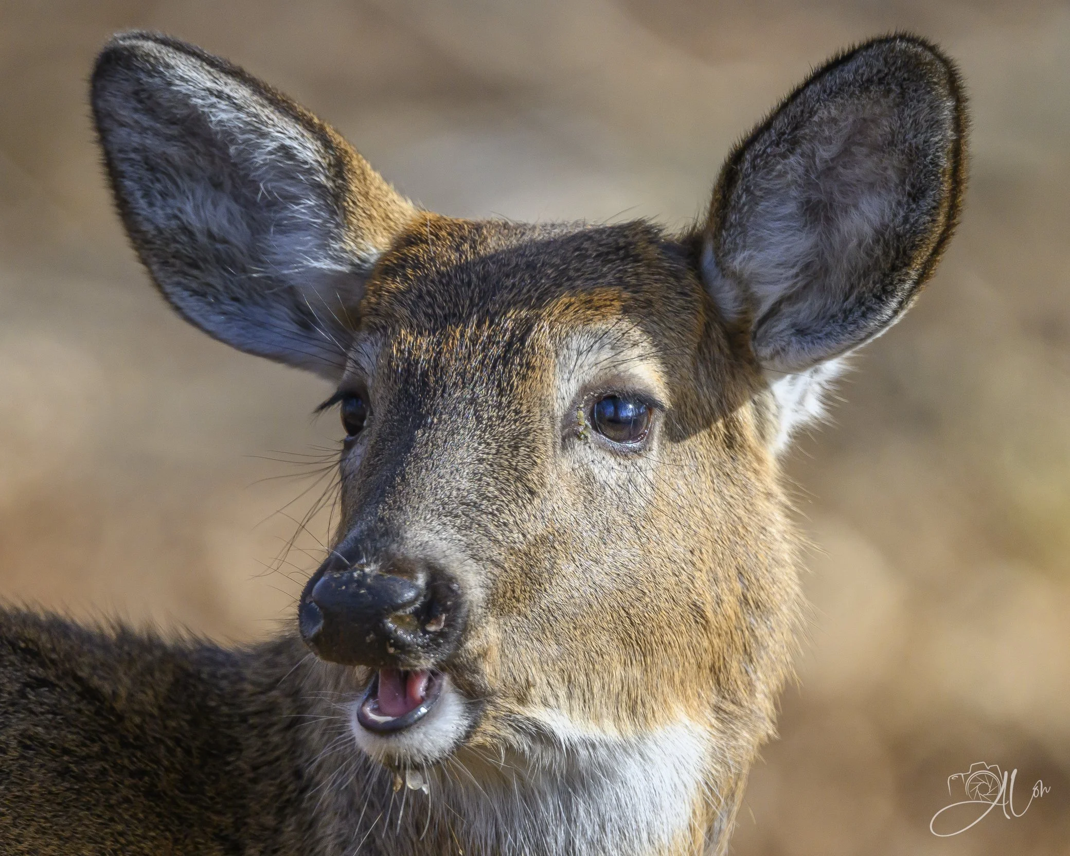 Hee Haw
(White-Tailed Deer)
0Z87185