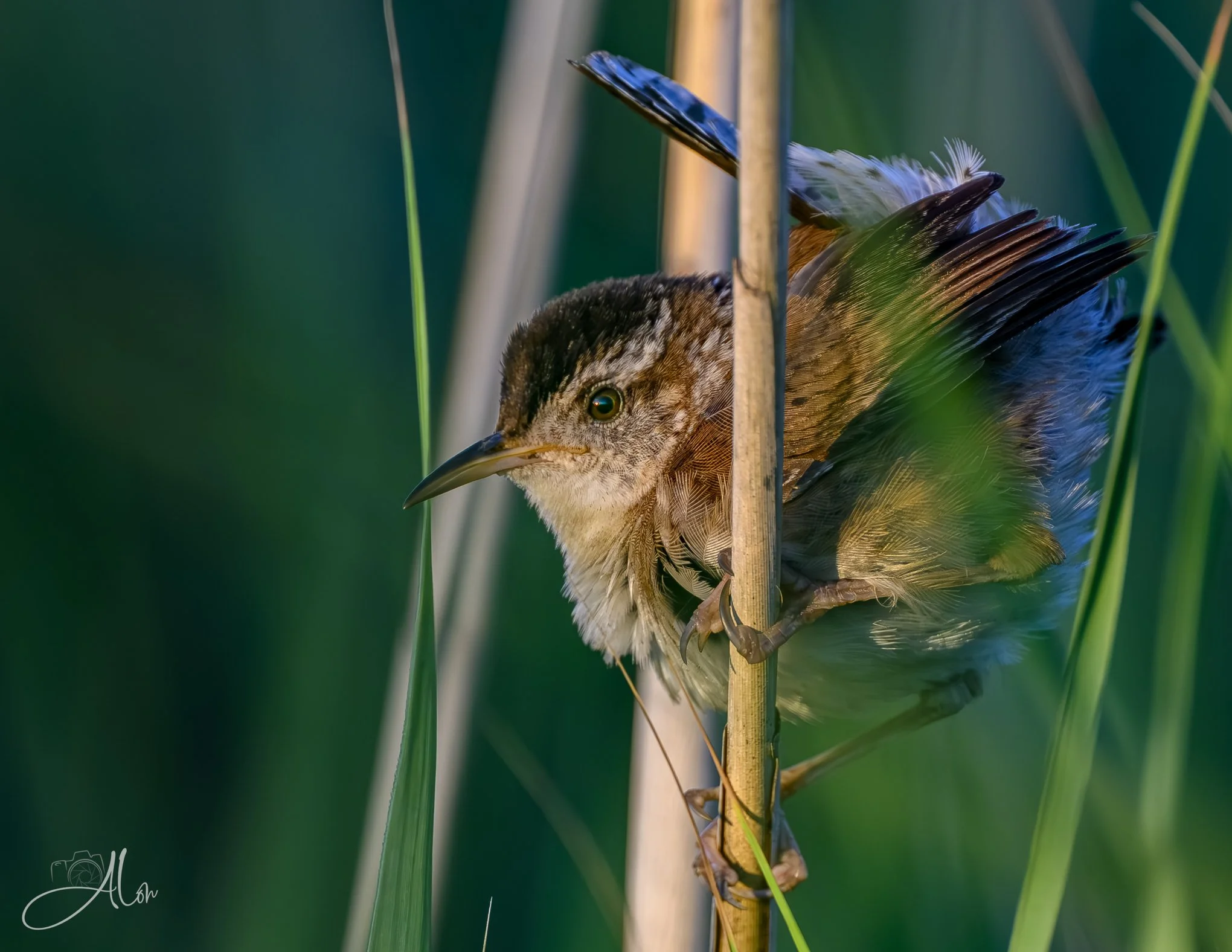 Bent Out of Shape (Marsh Wren) Z8070826_2863