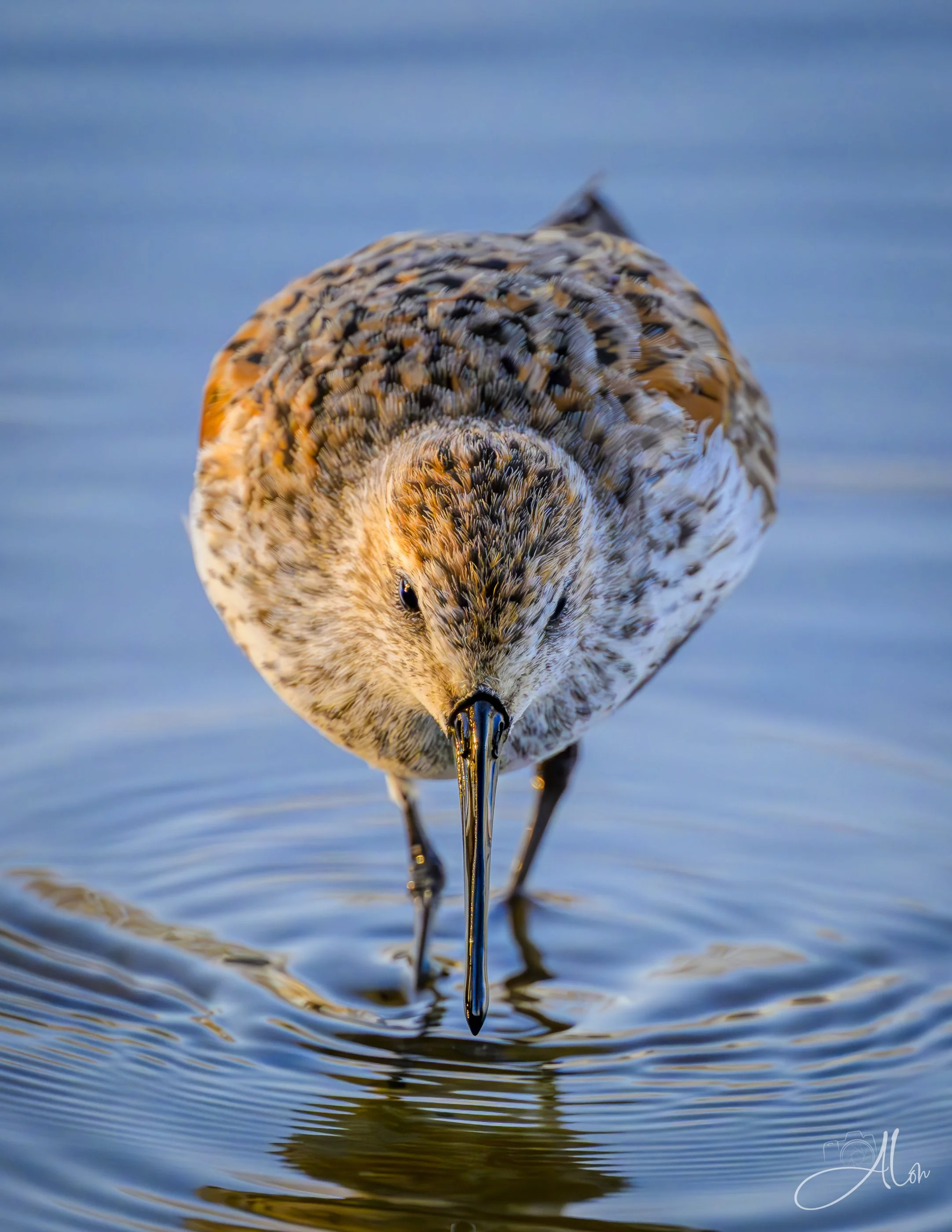 Front and Center (Dunlin) 0Z84276